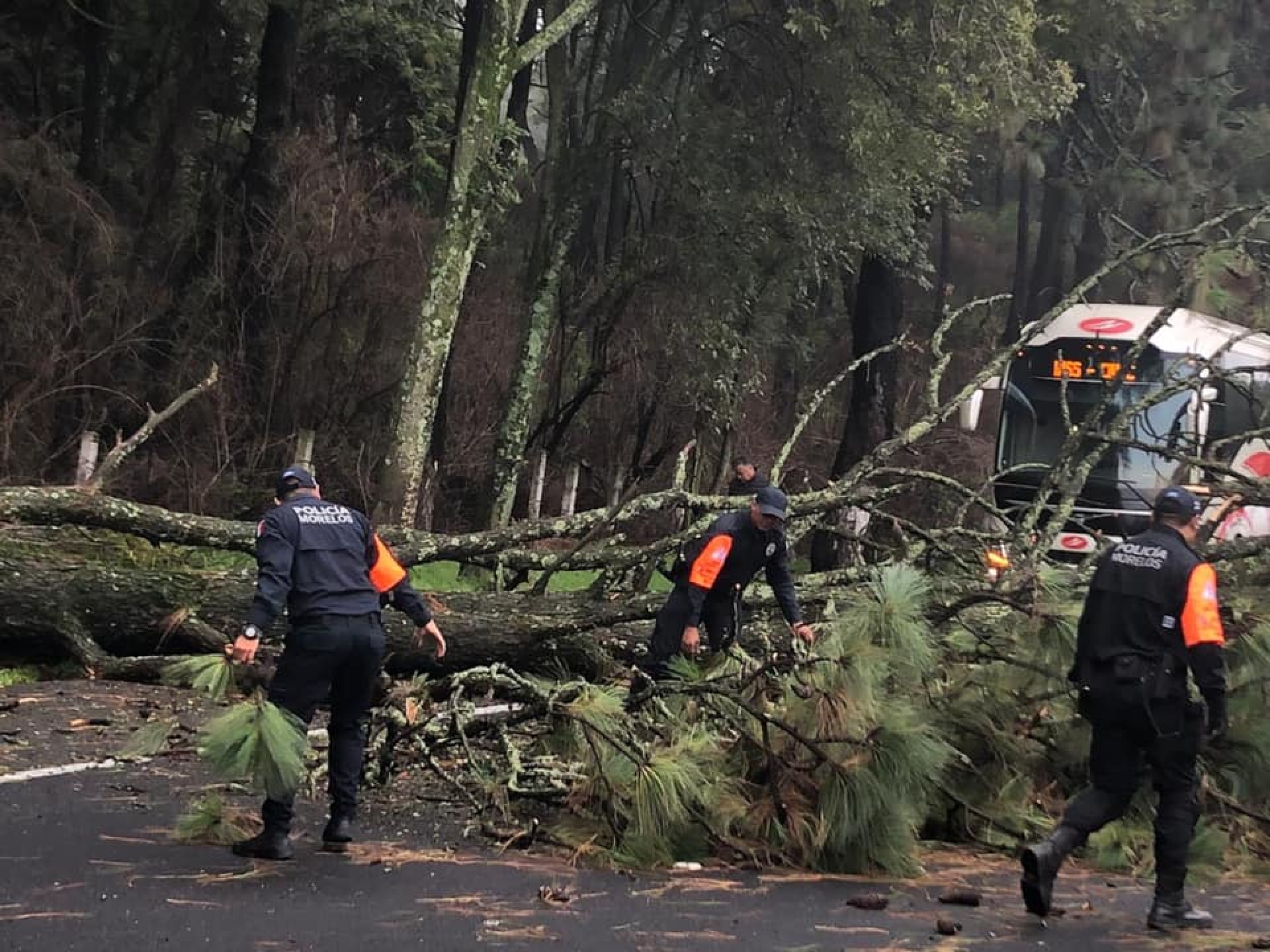 Retiran Capufe y Policía Morelos árbol caído en autopista México-Cuernavaca