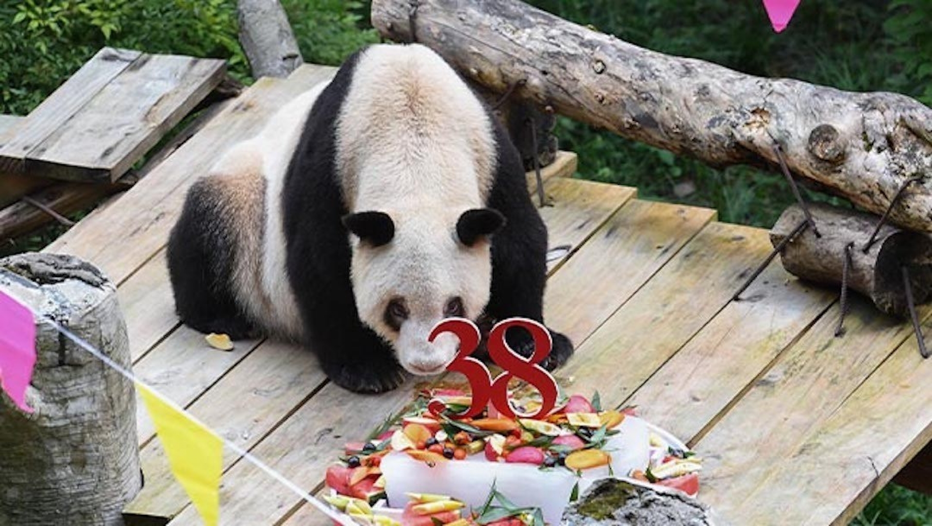 Muere a los 38 años, Xinxing, la panda más longeva del mundo