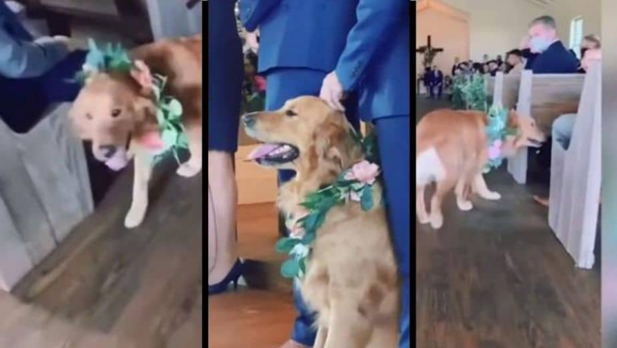Perro se roba la atención durante la boda de sus dueños