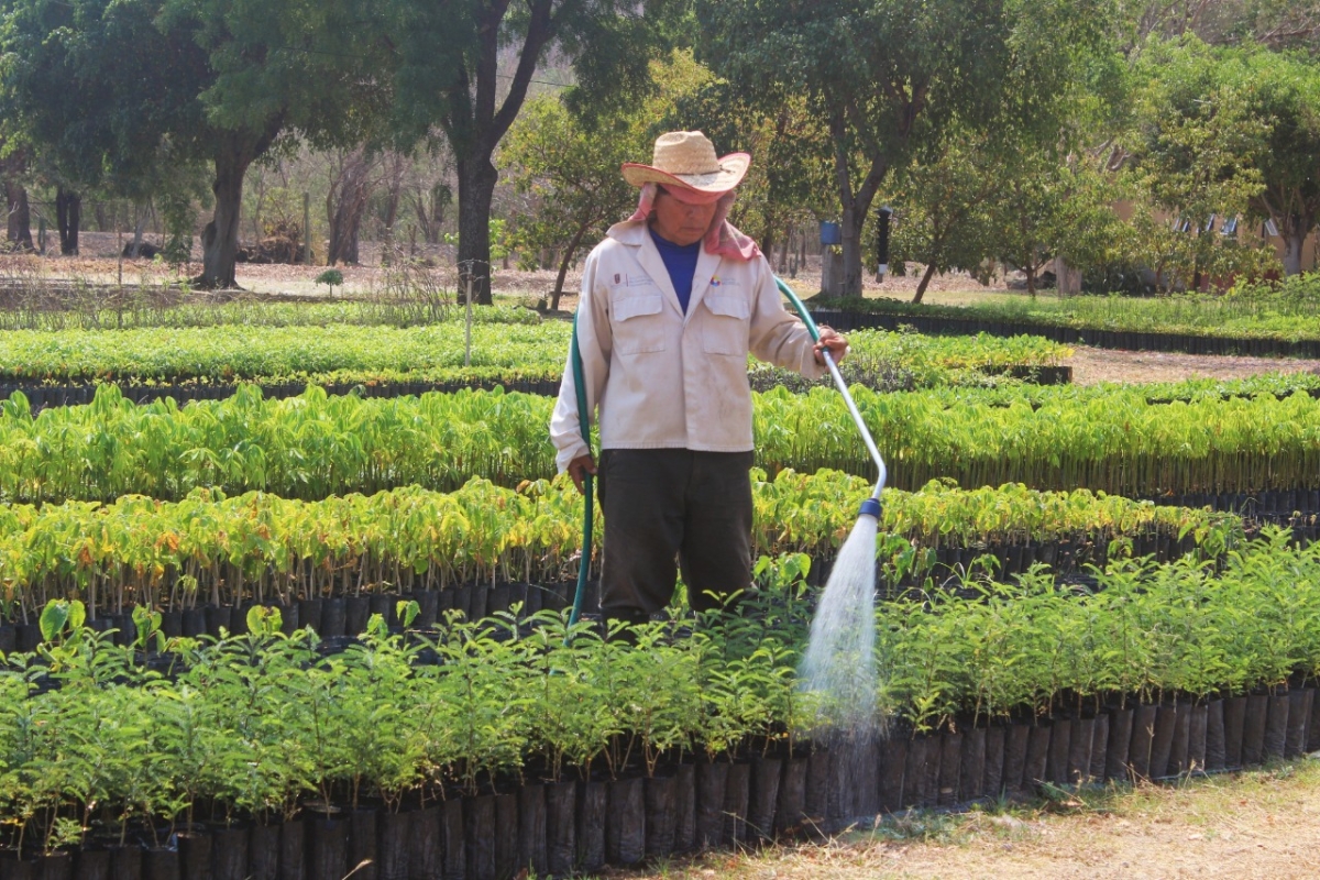 Prepara Desarrollo Sustentable la reforestación 2022 'Por un Morelos Verde'