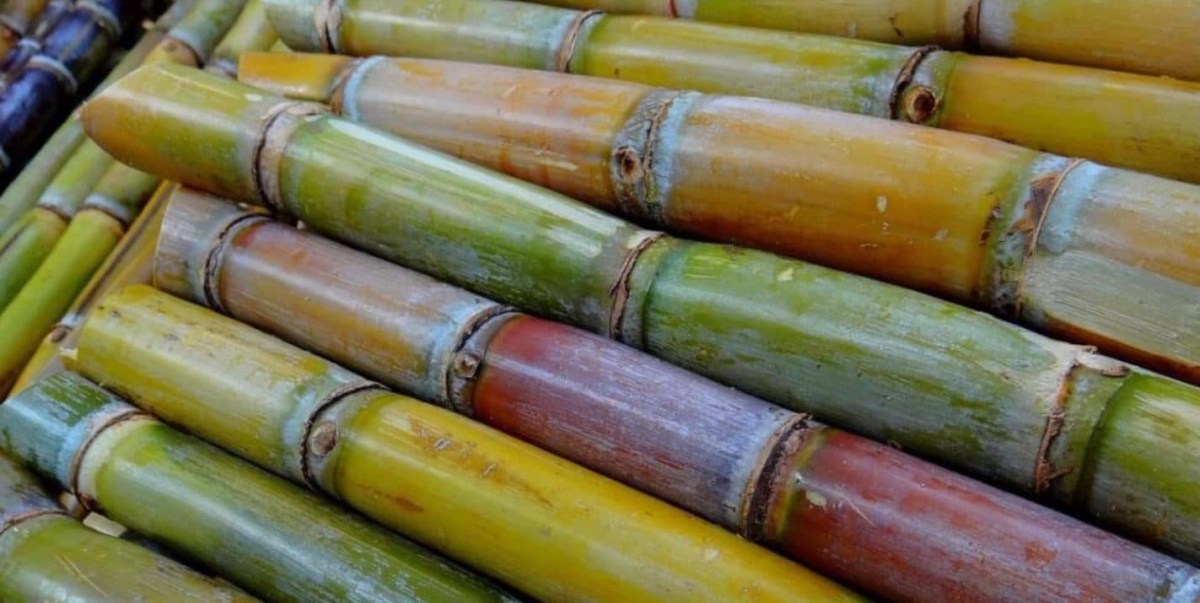 La caña de azúcar tiene muchos beneficios, no la saques del ponche
