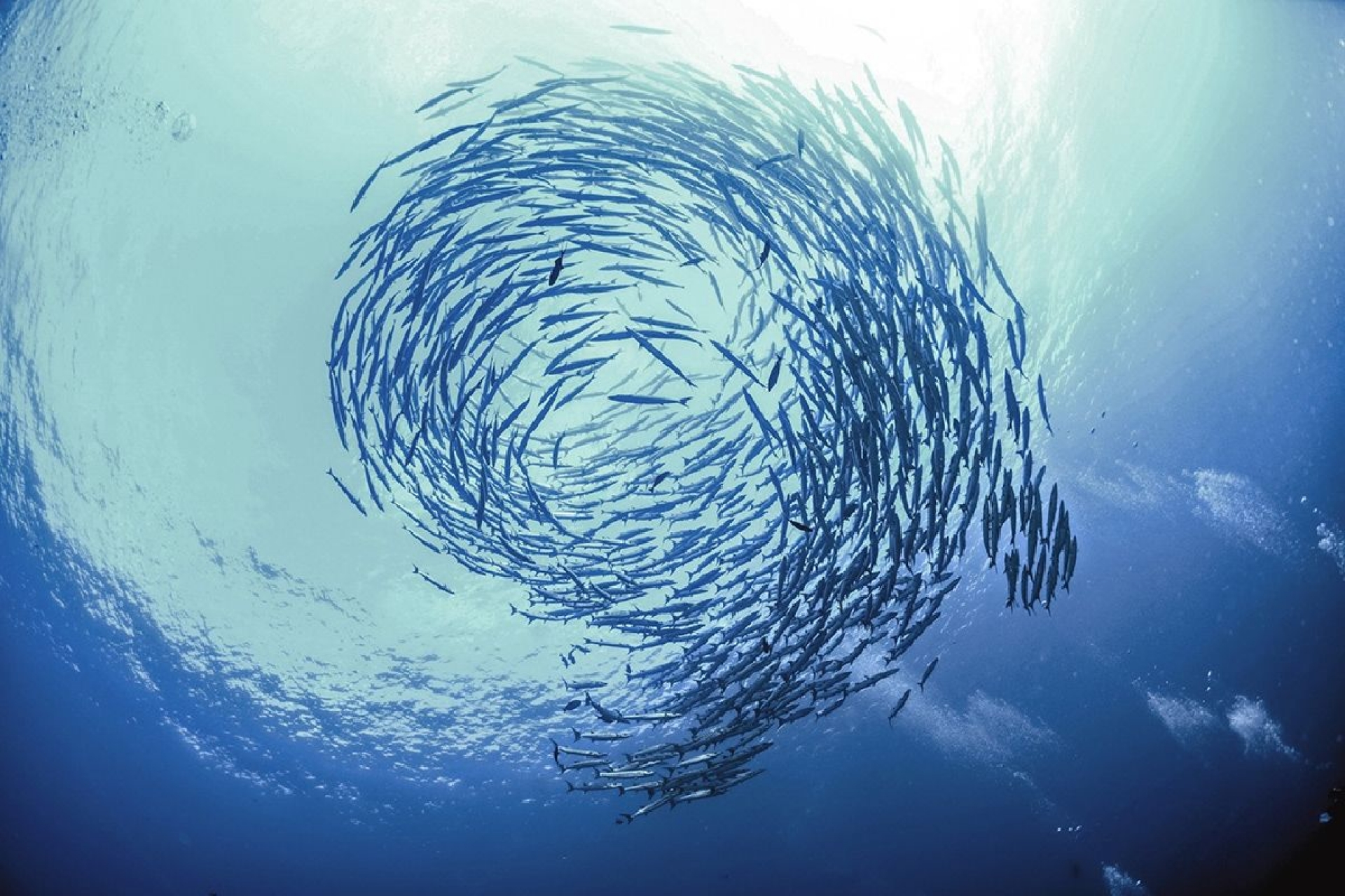 Robots inspirados en peces coordinan los movimientos sin ningún control externo