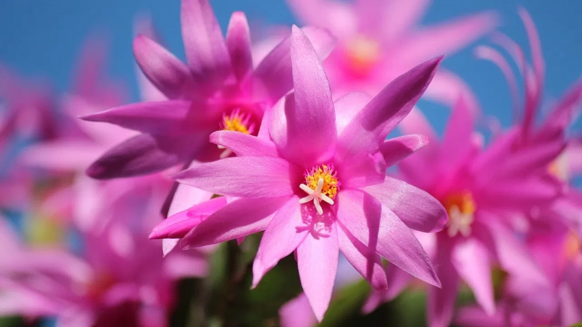 7 plantas de interior que te darán flores todo el año: Fáciles de cuidar