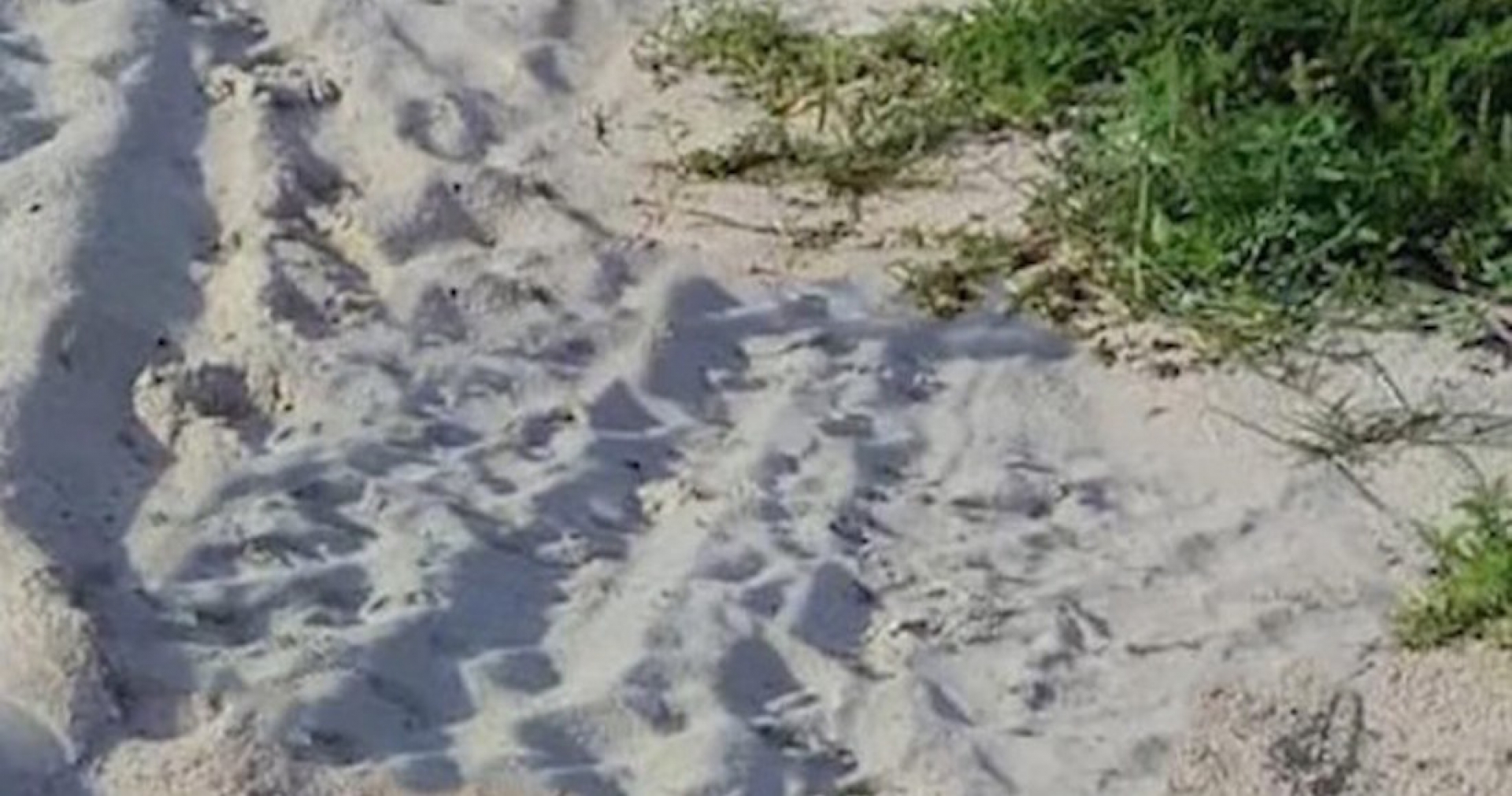 Decenas de tortugas bebés mueren al ser aplastadas por vehículos en una playa de Yucatán (VIDEO)