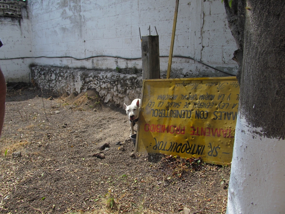 Suspenden ejecución del perro que mató a un niño en Tlaltizapán