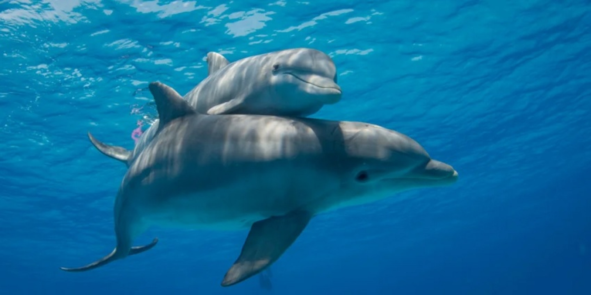 Estudio revela presencia de fentanilo en delfines del Golfo de México
