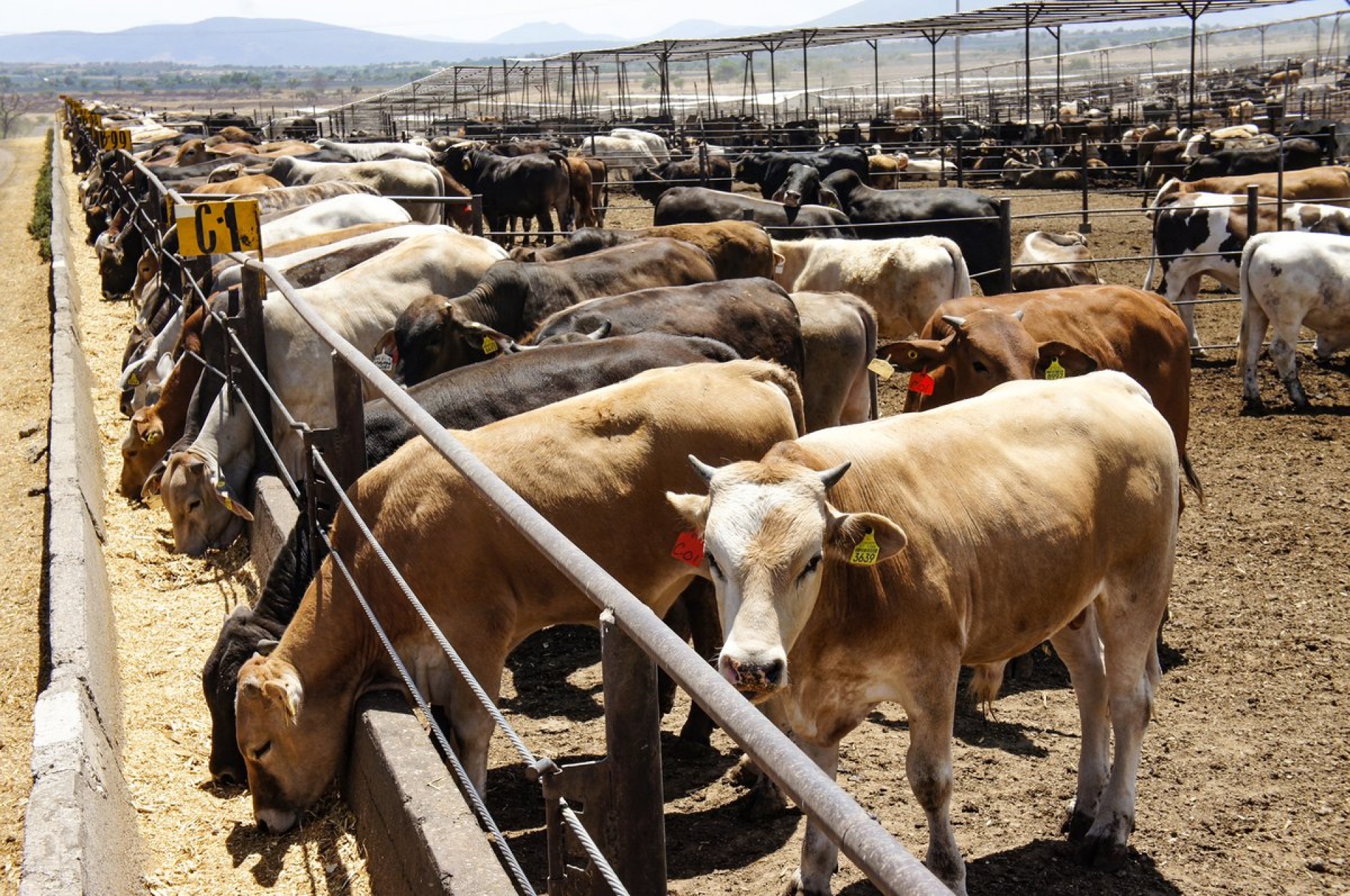 Estados Unidos mantiene suspensión de importación al ganado mexicano por gusano barrenador