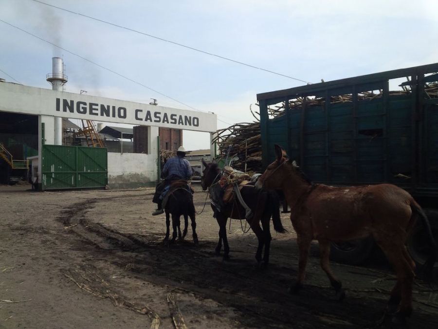 Ingenio de Casasano deja de pagar preliquidaciones a productores de caña