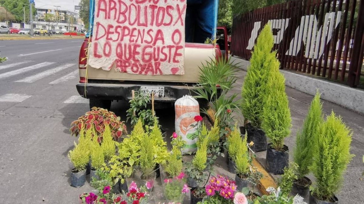 Joven intercambia sus arbolitos por comida en CDMX