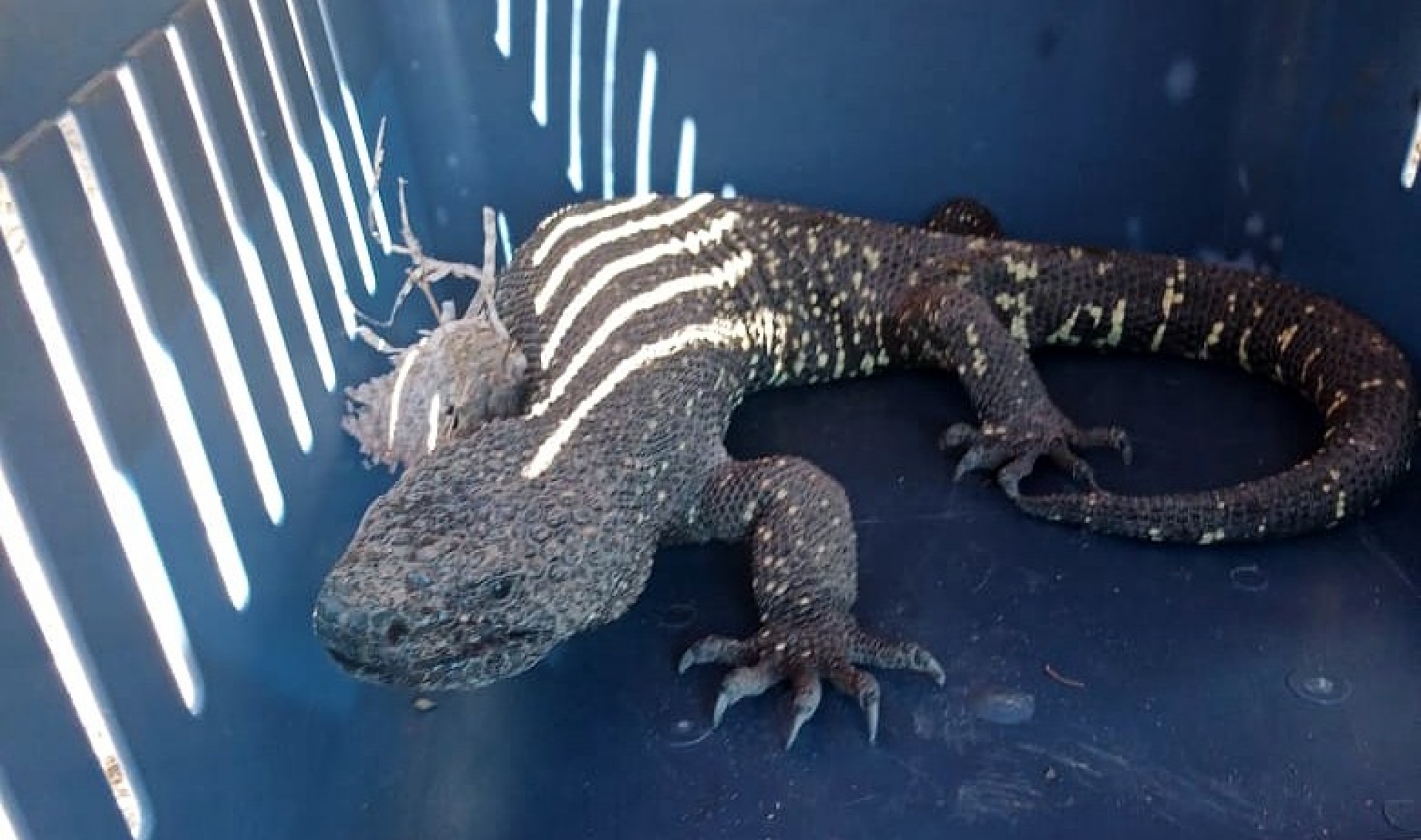 Rescatan lagarto enchaquirado en ANP del 'Cerro de la Tortuga'