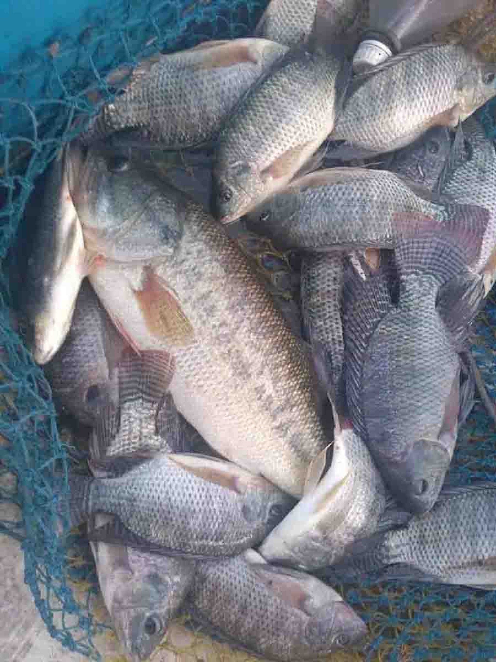 Durante Cuaresma hubo escasez de mojarra en municipios del poniente