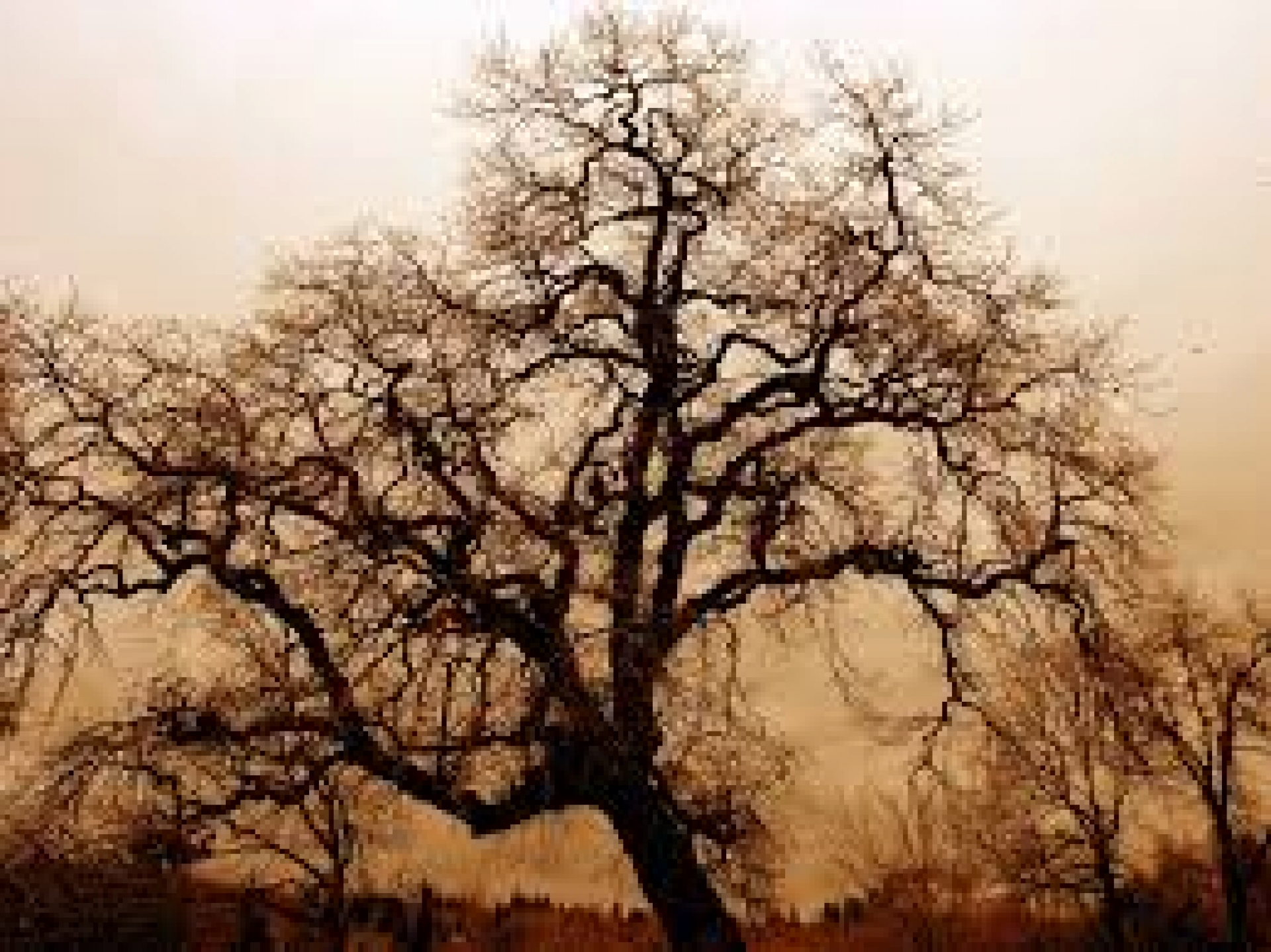 Hallan muerto a un hombre colgado de un árbol
