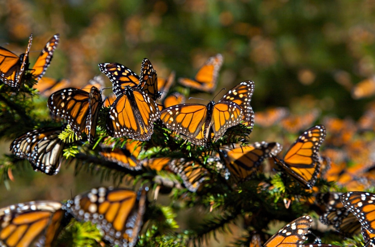 Michoacán, listo para recibir a la Mariposa Monarca