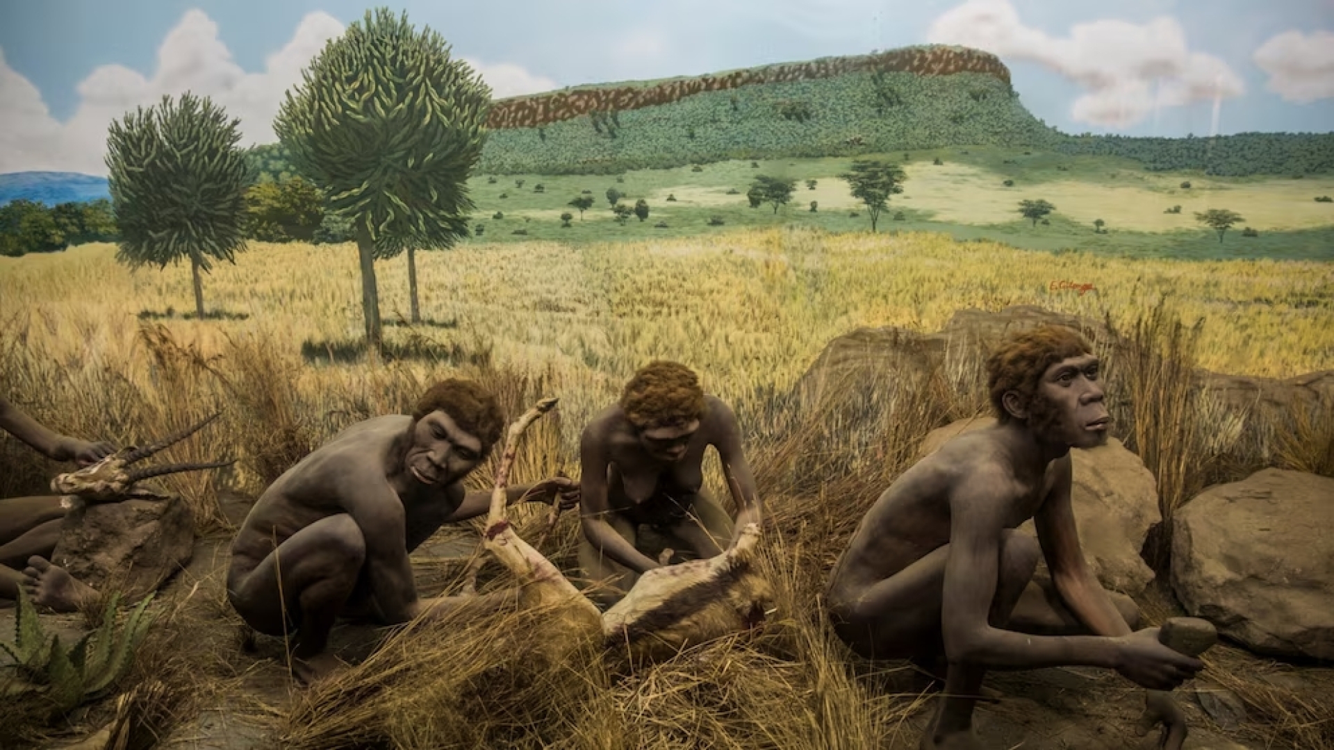 Fósiles revelan morfología y fuerza de manos de homínidos primitivos