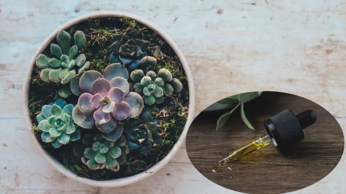 Aceites esenciales para cuidar tus suculentas de forma natural