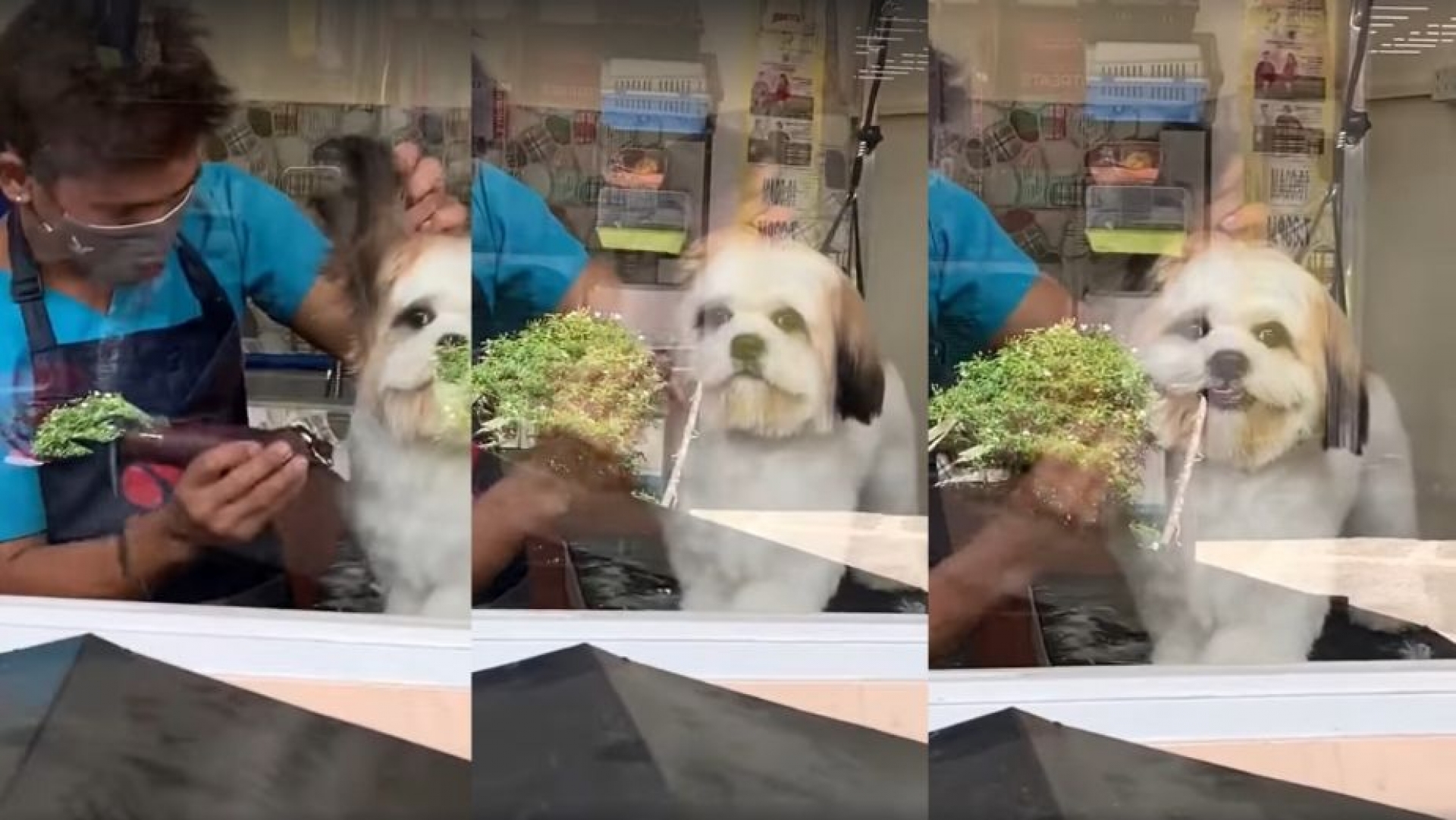 Perrito se hace viral por sonreírle a su dueña mientras lo bañan