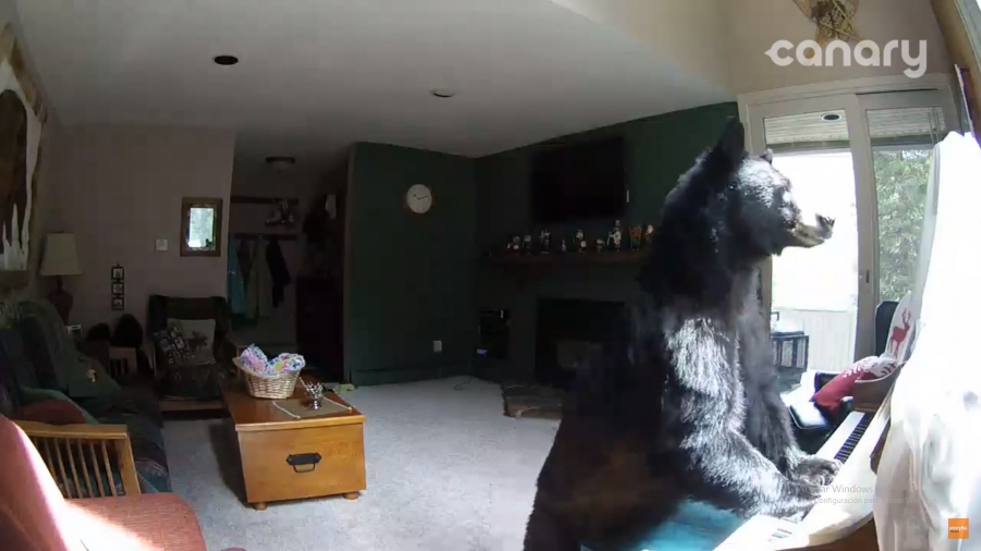 Casual, graban a un oso tocando el piano y robándose la comida de una extraña