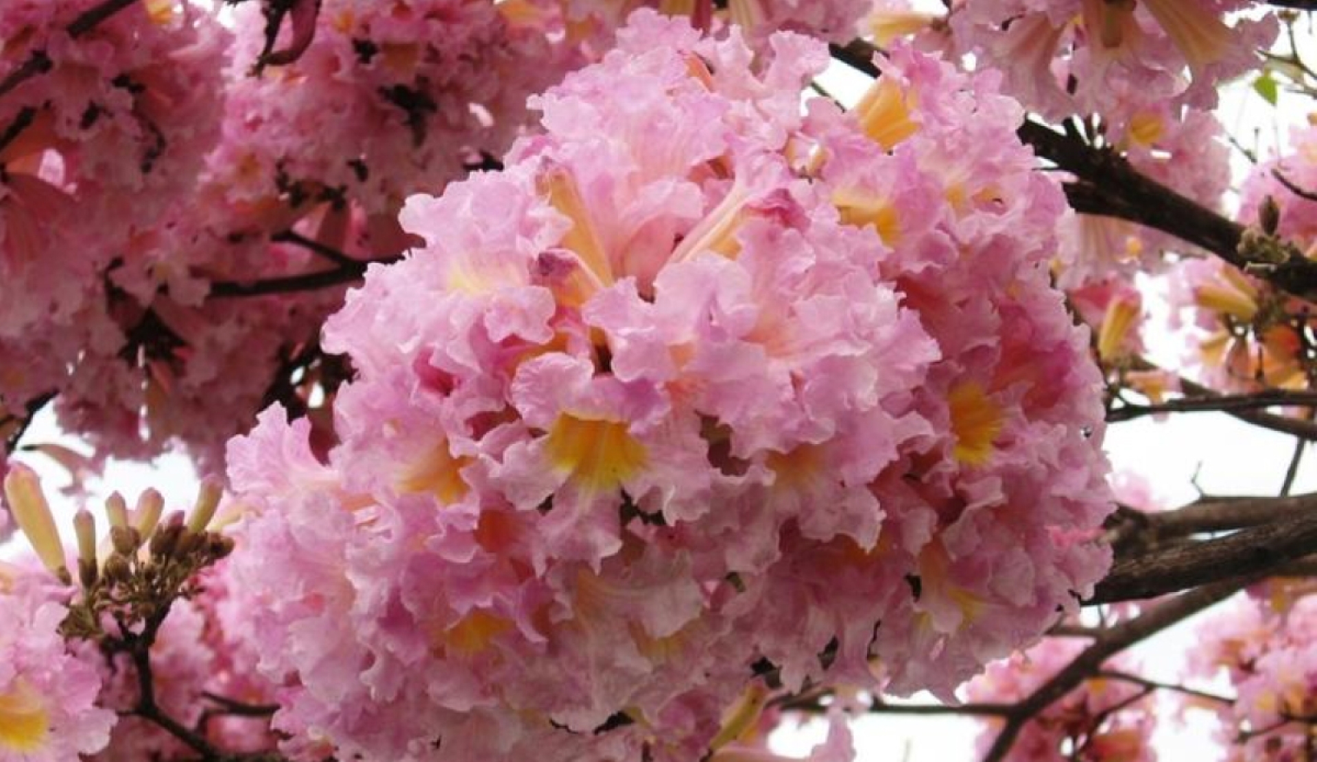 El árbol rosa mexicano: una opción para refrescar tu hogar en temporada de calor