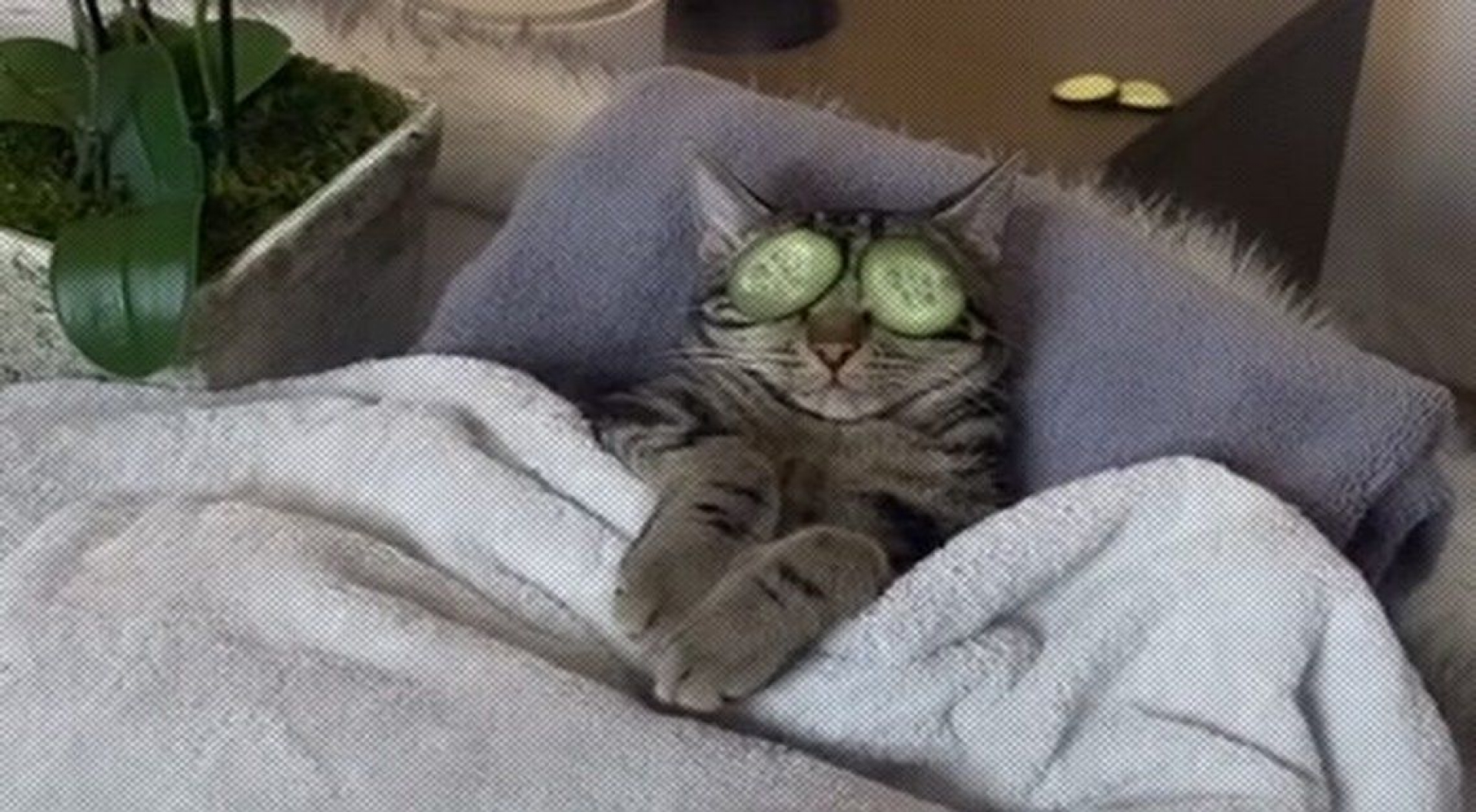 Gato "adicto al spa" causa furor en un video de TikTok