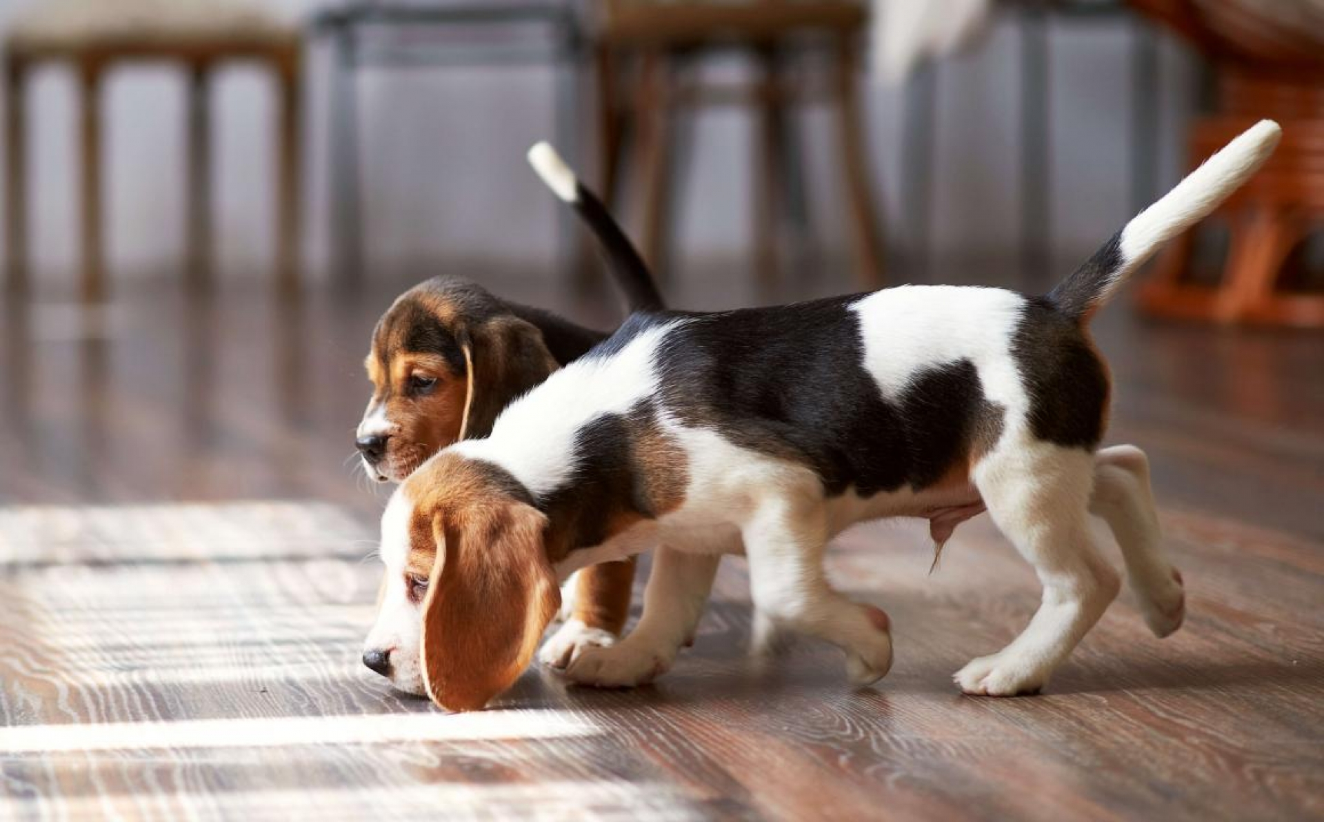 Podrías estar dañando el olfato de tus mascotas con estas sustancias