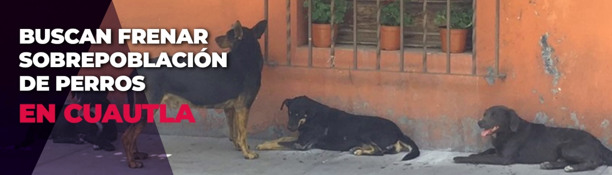 Buscan frenar sobrepoblación de perros callejeros en Cuautla