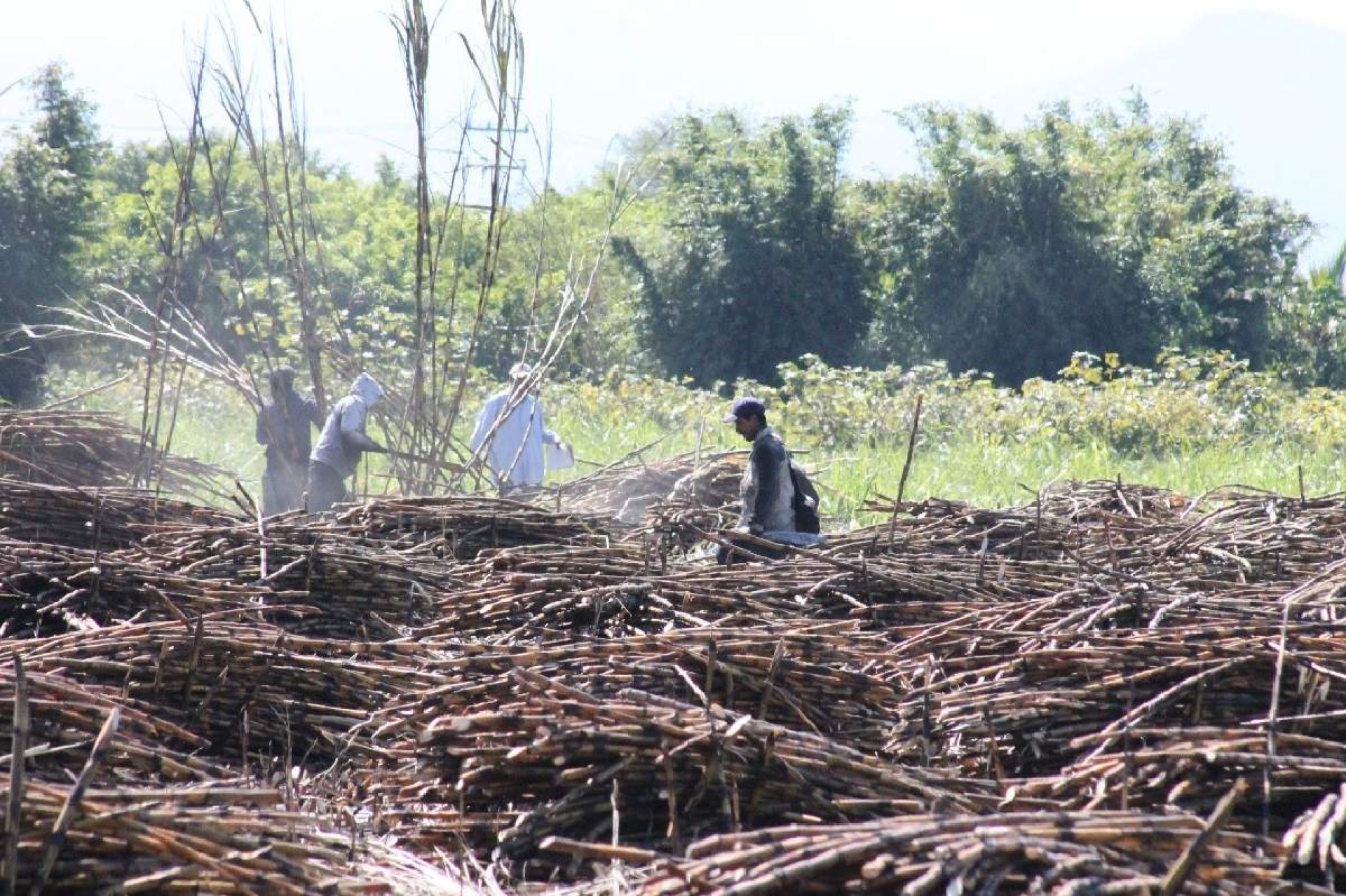 Introducen nuevas variedades de caña de azúcar