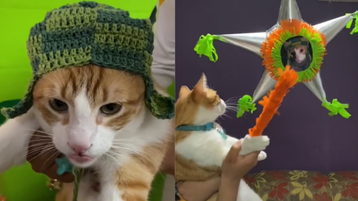 Gato festeja su cumpleaños con fiesta temática de "El Chavo del 8"