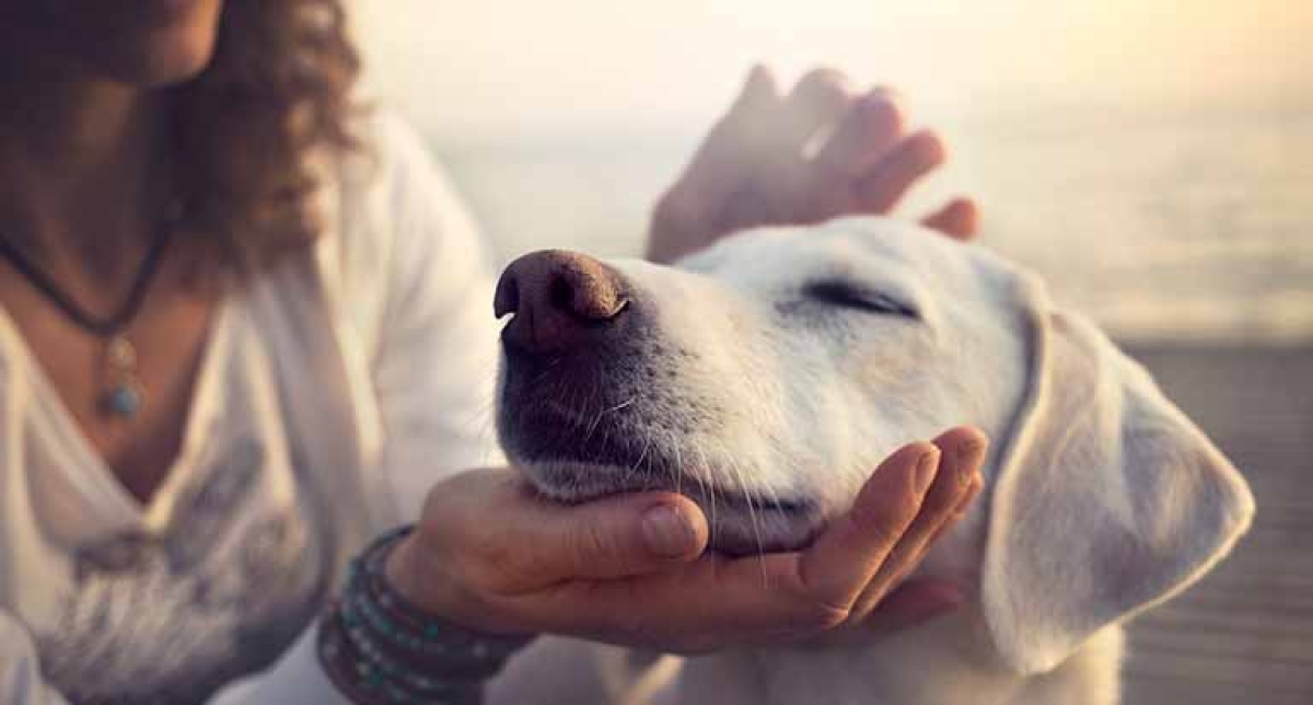 Celebrando a Nuestros Amigos Peludos: ¡Feliz Día Mundial del Perro!