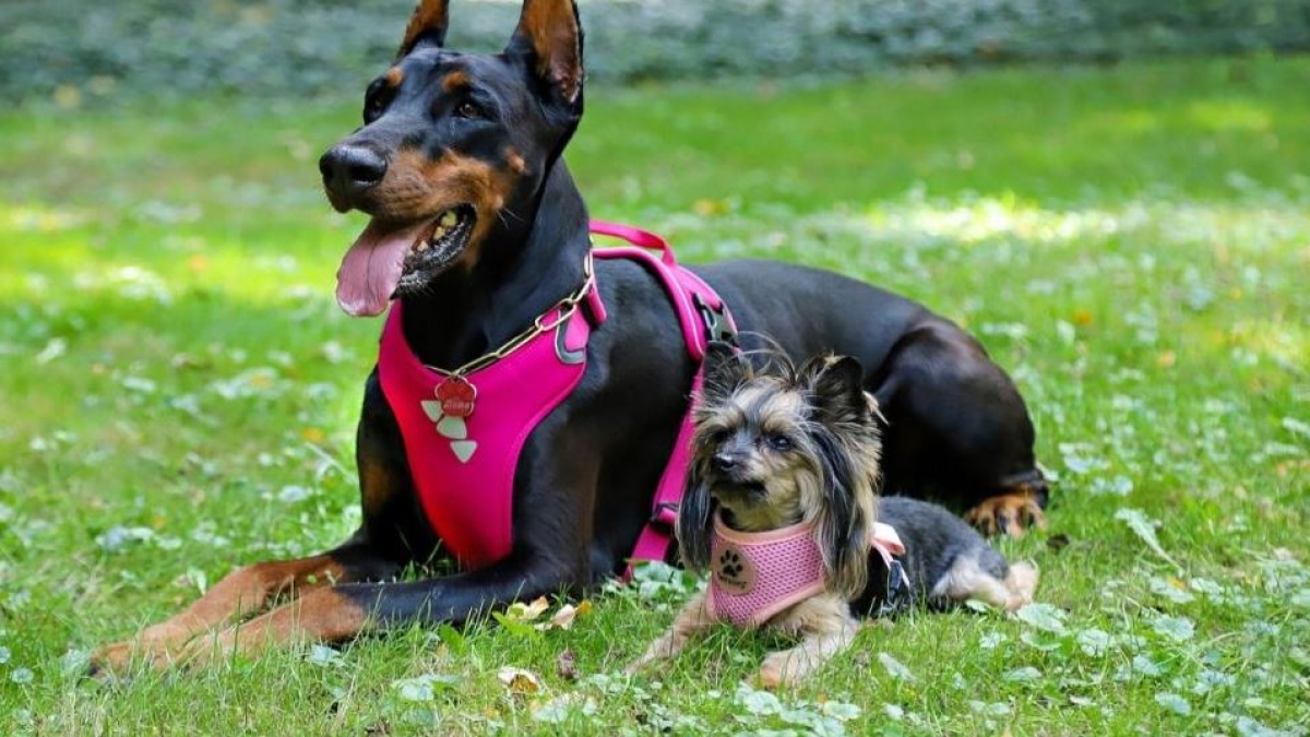 ¿Qué es mejor, un collar de perro o un arnés? Te explicamos