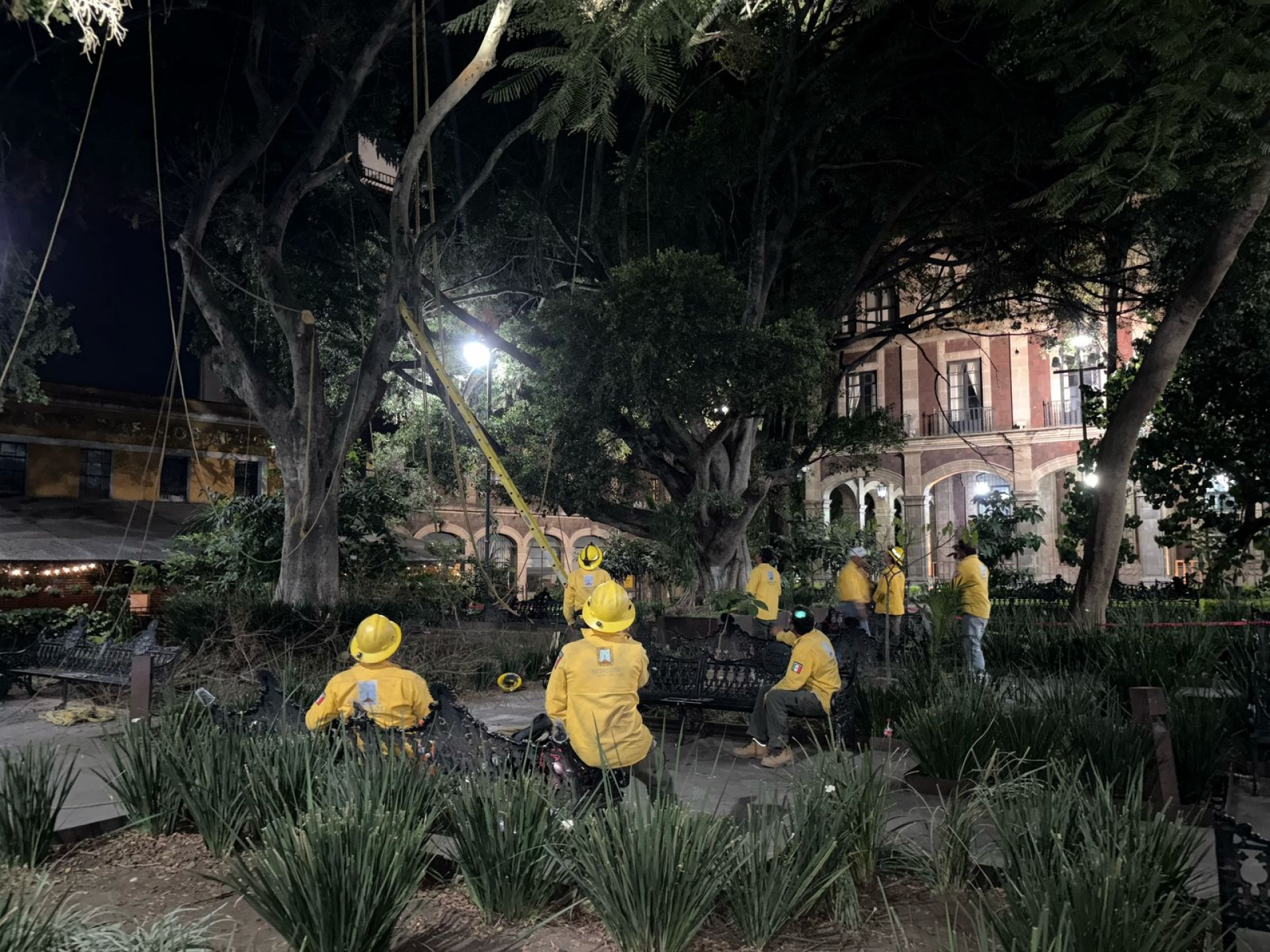 Retira Gobierno de Morelos árbol en plaza de armas para garantizar seguridad de transeúntes y reforestación urbana