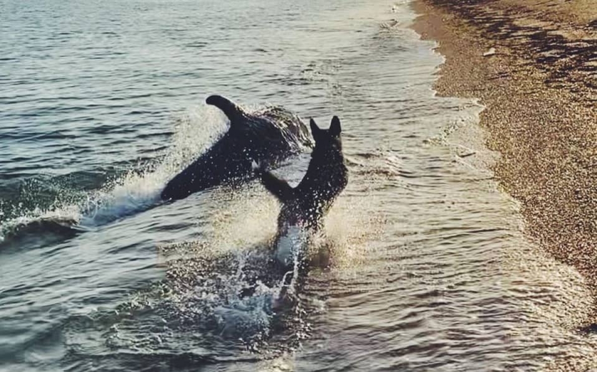 Un perro y un delfín juegan como "grandes amigos" en el mar