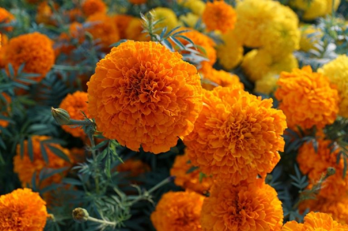 Consejos para que tus flores de cempasúchil permanezcan frescas en la ofrenda