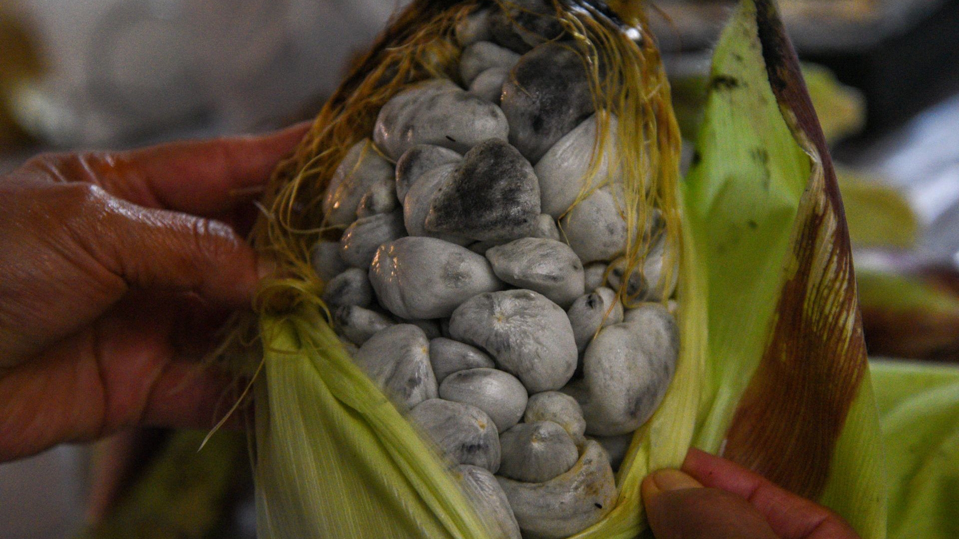 'Oro negro' mexicano: Combate las arrugas y mejora tu salud con el huitlacoche