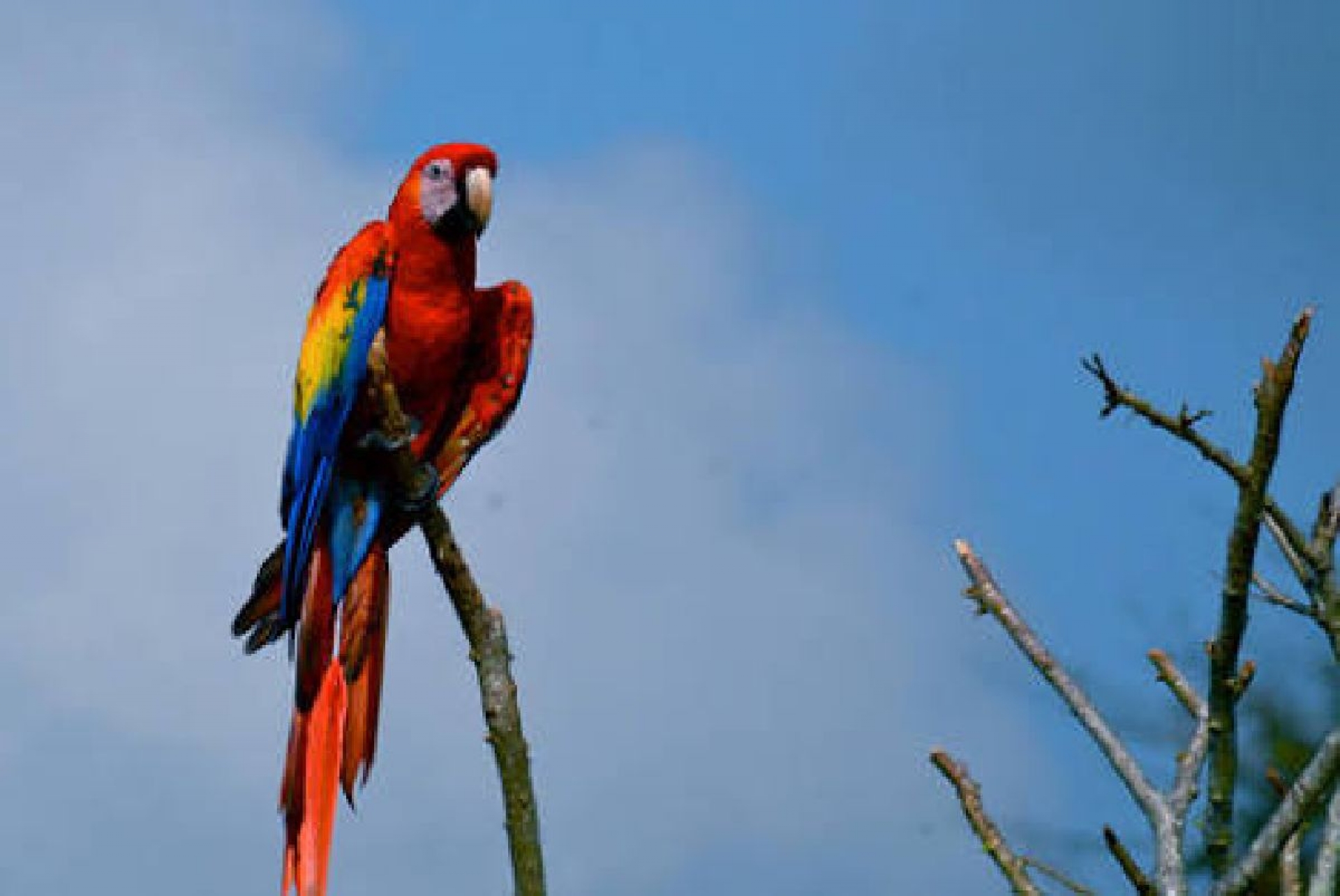 La nueva era de las guacamayas en Palenque