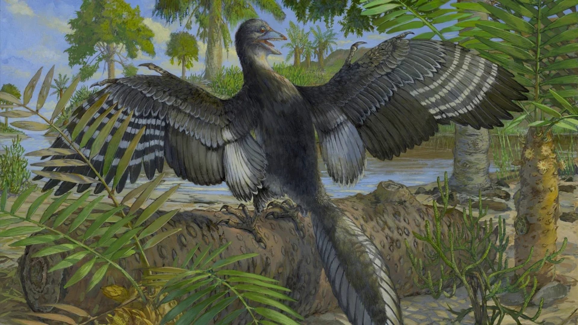 Fósil de dinosaurio alado revela secretos del primer vuelo aviar