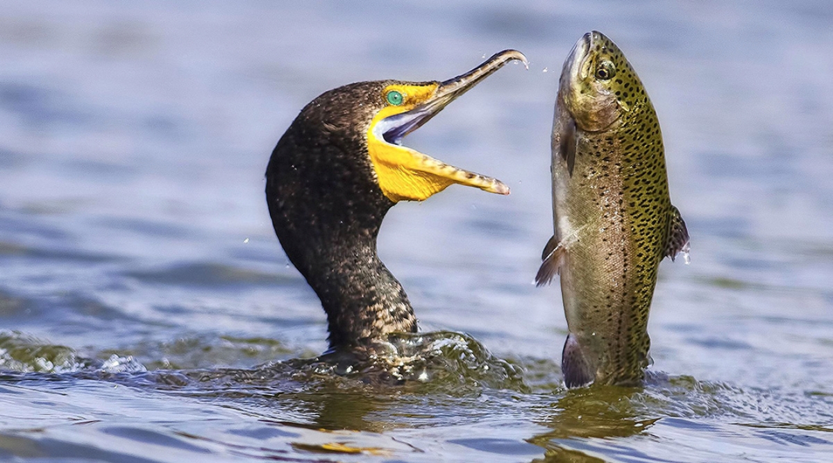 Existe un parásito que vive en el ojo de los peces y los guía al suicidio