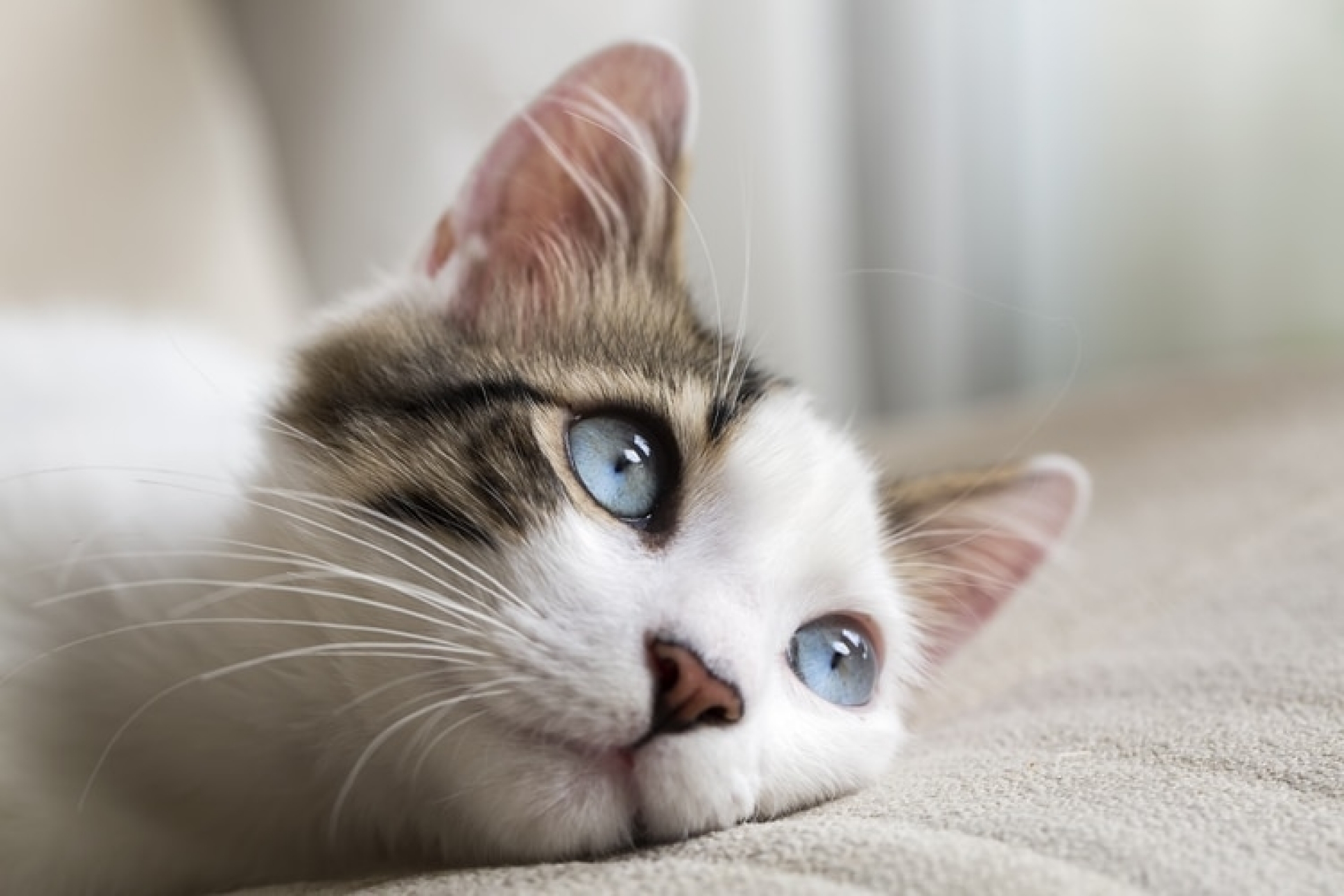 Día Internacional del Gato: por qué se celebra el 20 de febrero