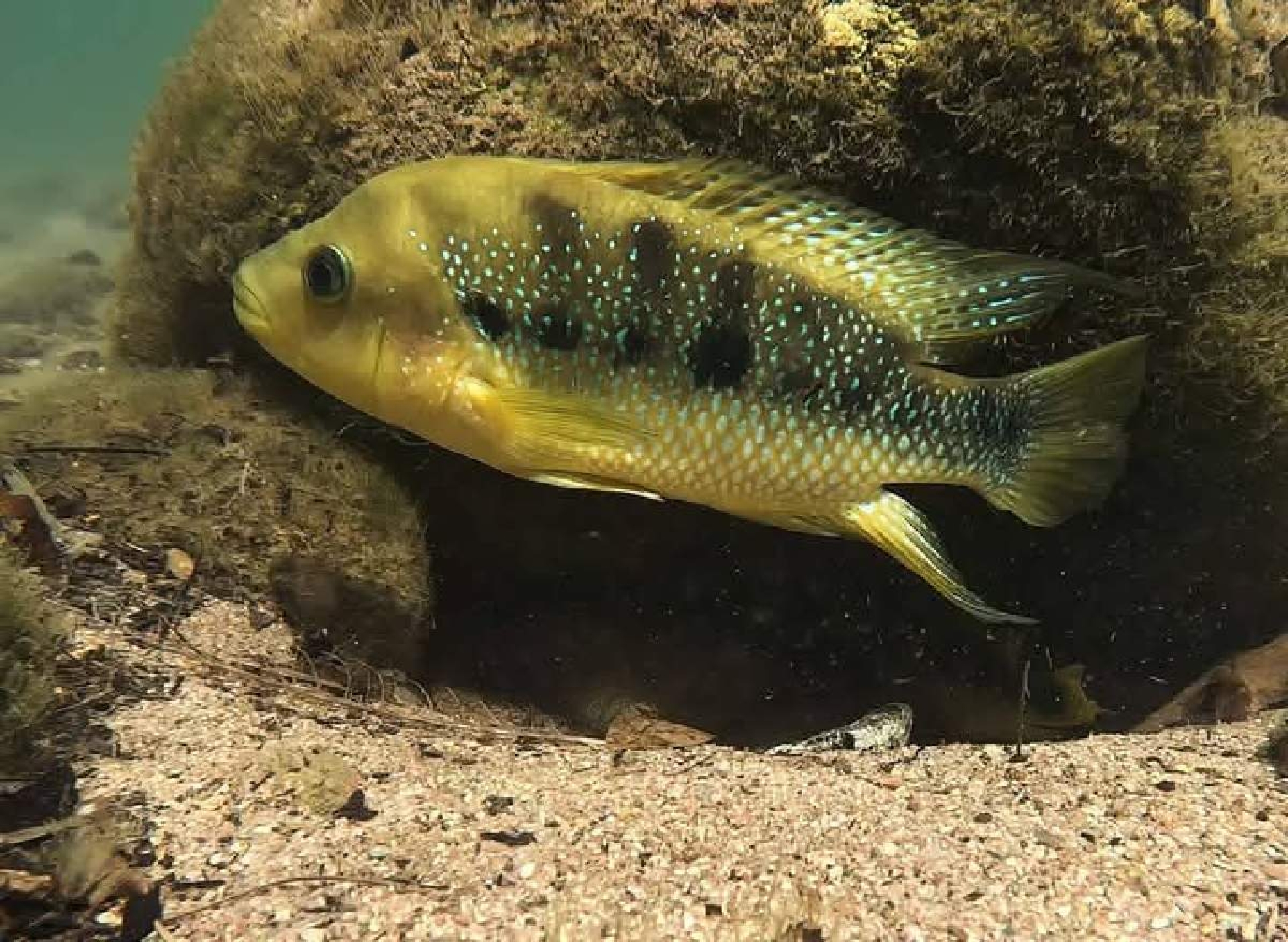 Siembran crías de mojarra copetona en la laguna de Coatetelco