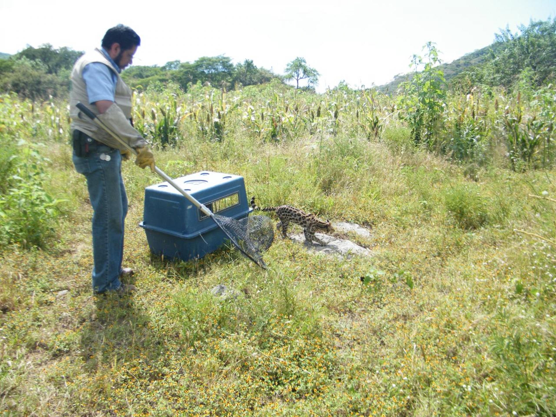 Casi mil 500 ejemplares de fauna silvestre han sido rescatados por la Profepa