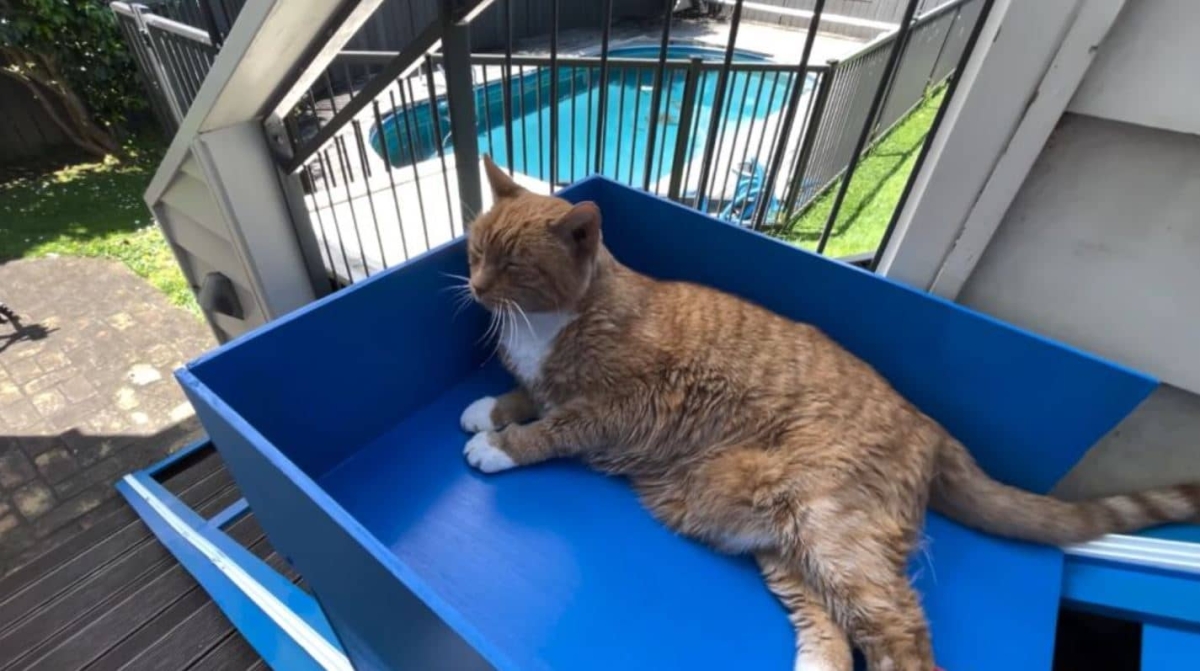 Youtuber construye elevador para su gatito viejo