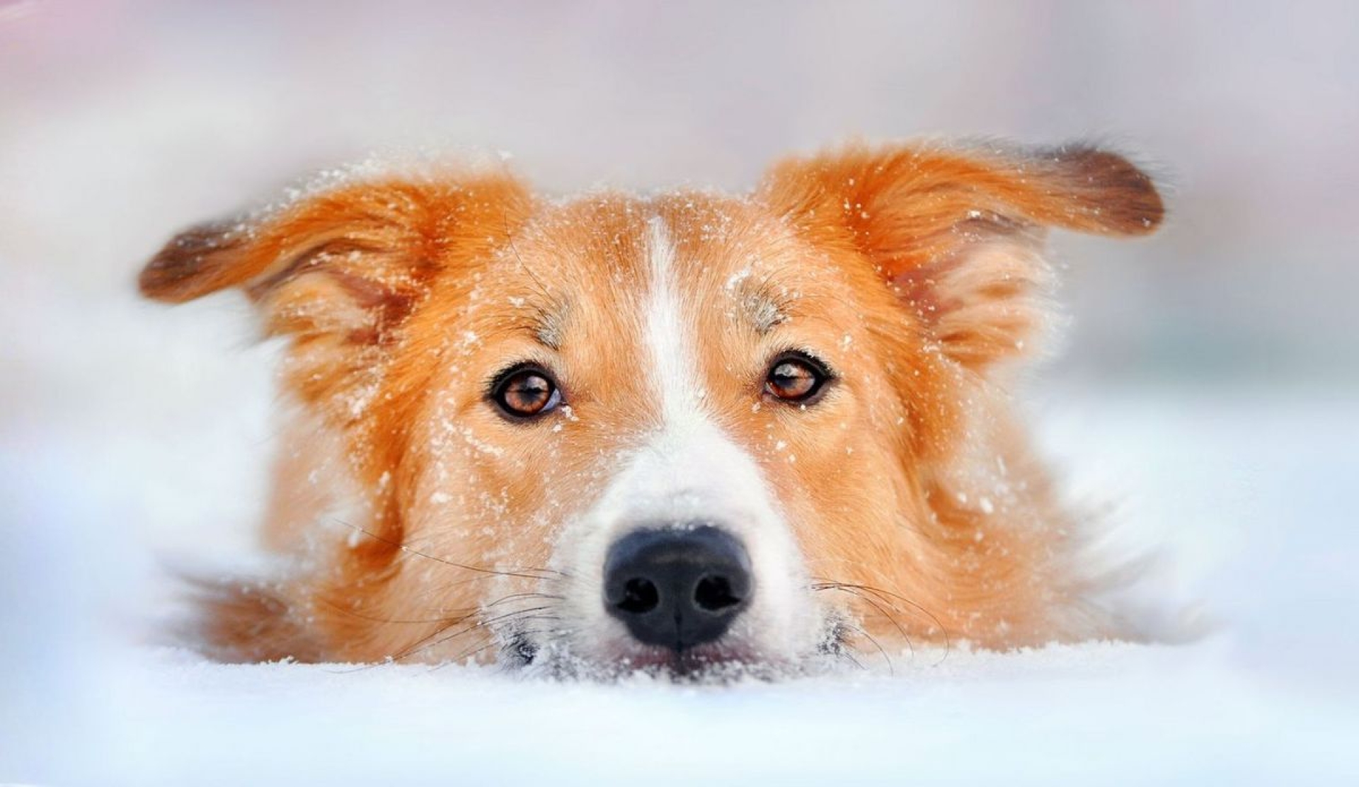 Señales de hipotermia en perros y cómo protegerlos del frío invernal