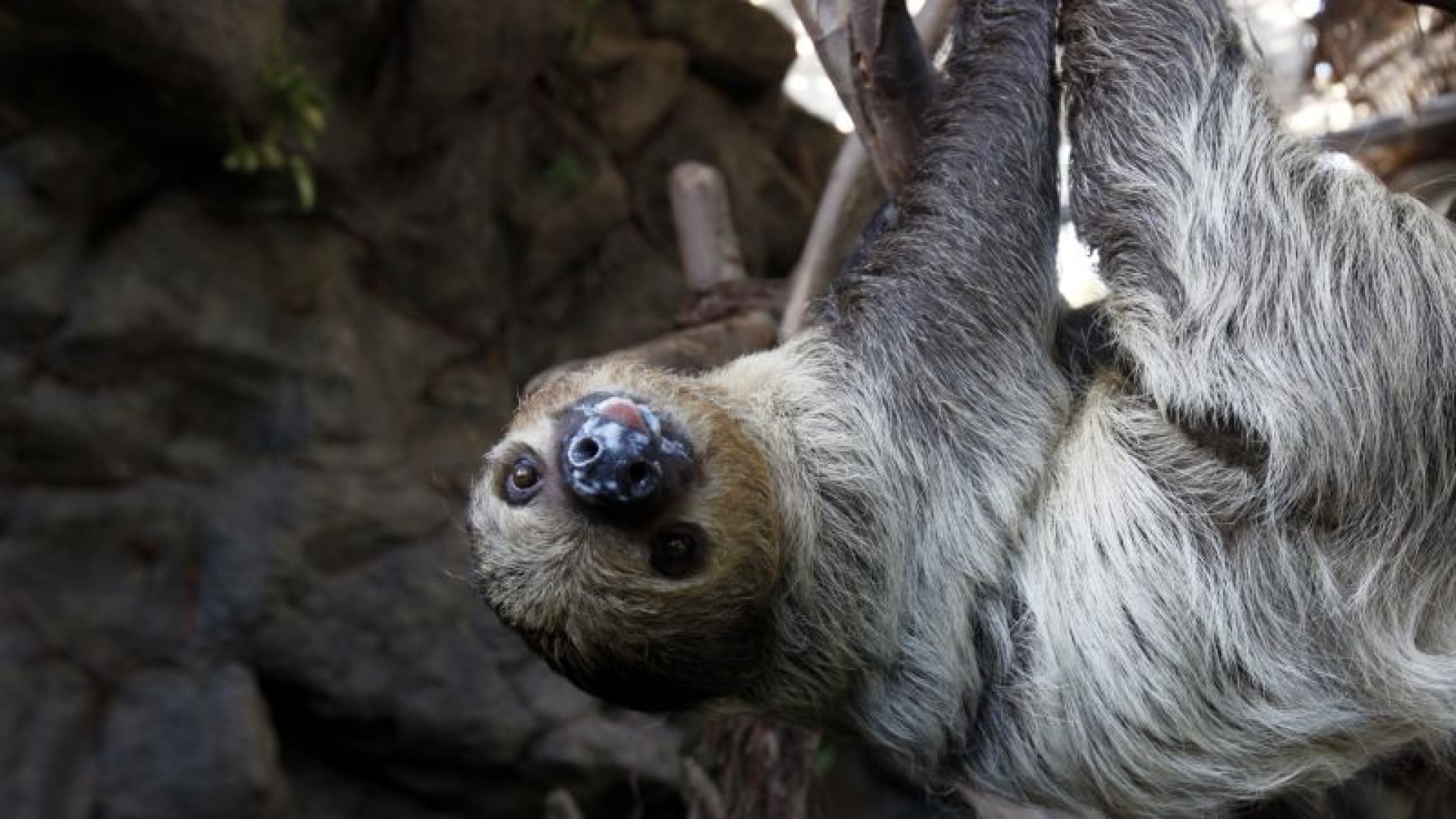 Descubren fósiles de perezoso gigante en Yucatán