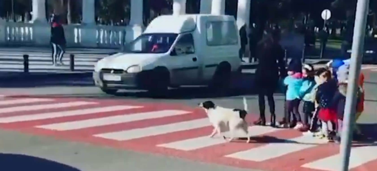 Perrito callejero ayuda a niños a cruzar la calle