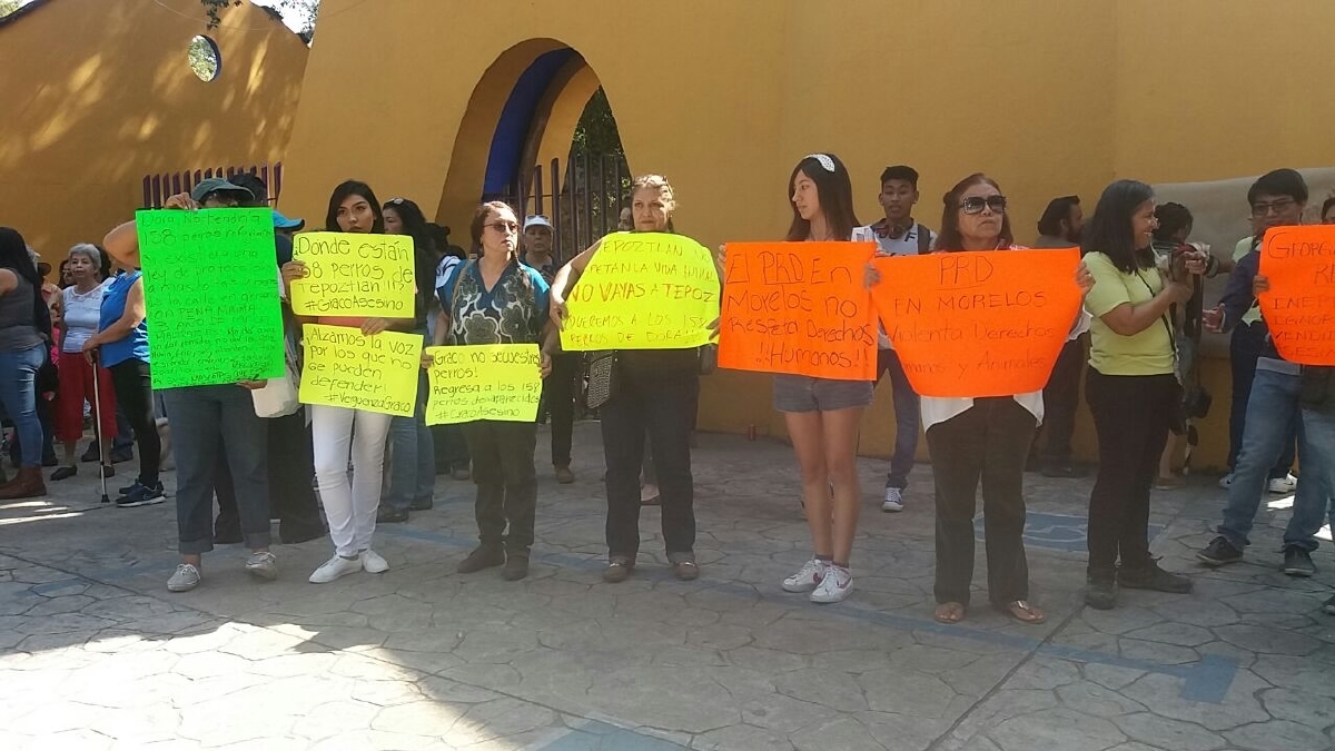 Defensores de los animales exigen conocer paredero de los 158 perros decomisados en Tepoztlán