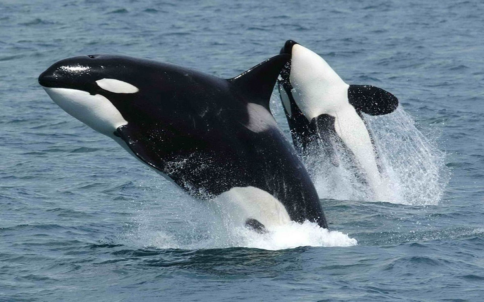 Orcas atacan nuevamente; velero dañado en Ceuta, España