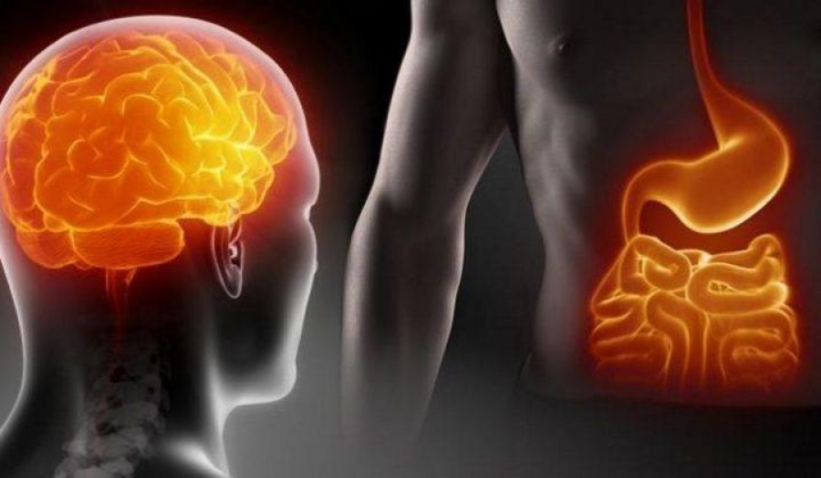 ¿Tenemos un segundo cerebro?