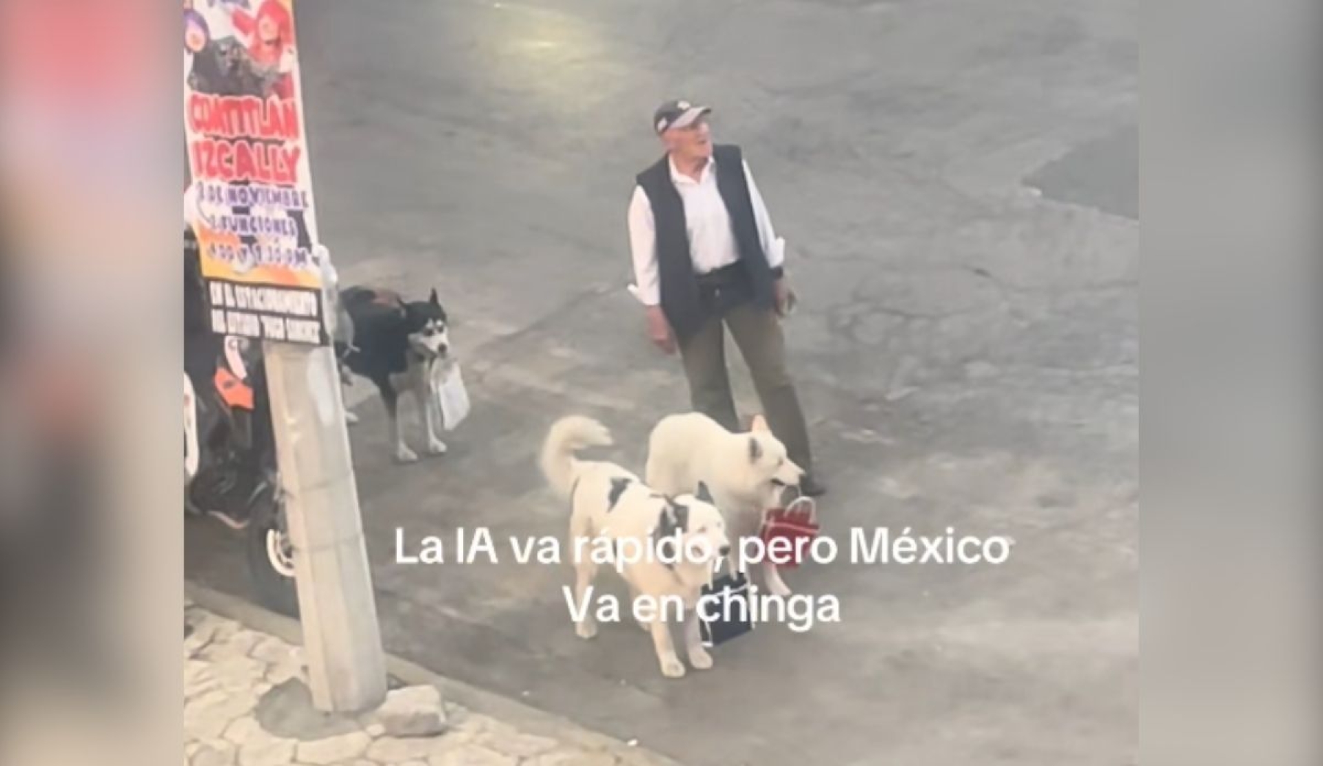 Huskys ayudan a su dueño con las bolsas y se vuelven virales en tiktok