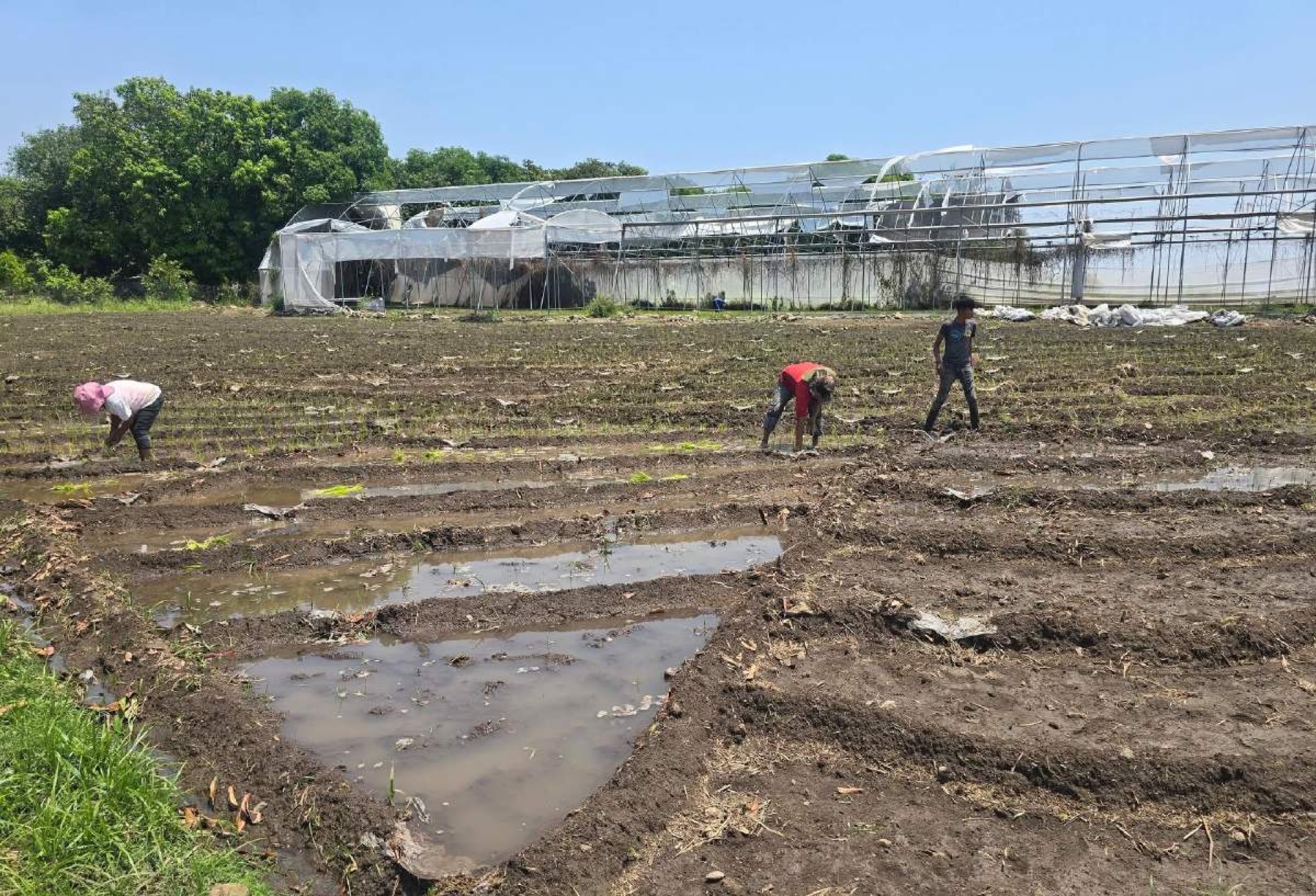 Inician arroceros de Coatlán del Río trasplante