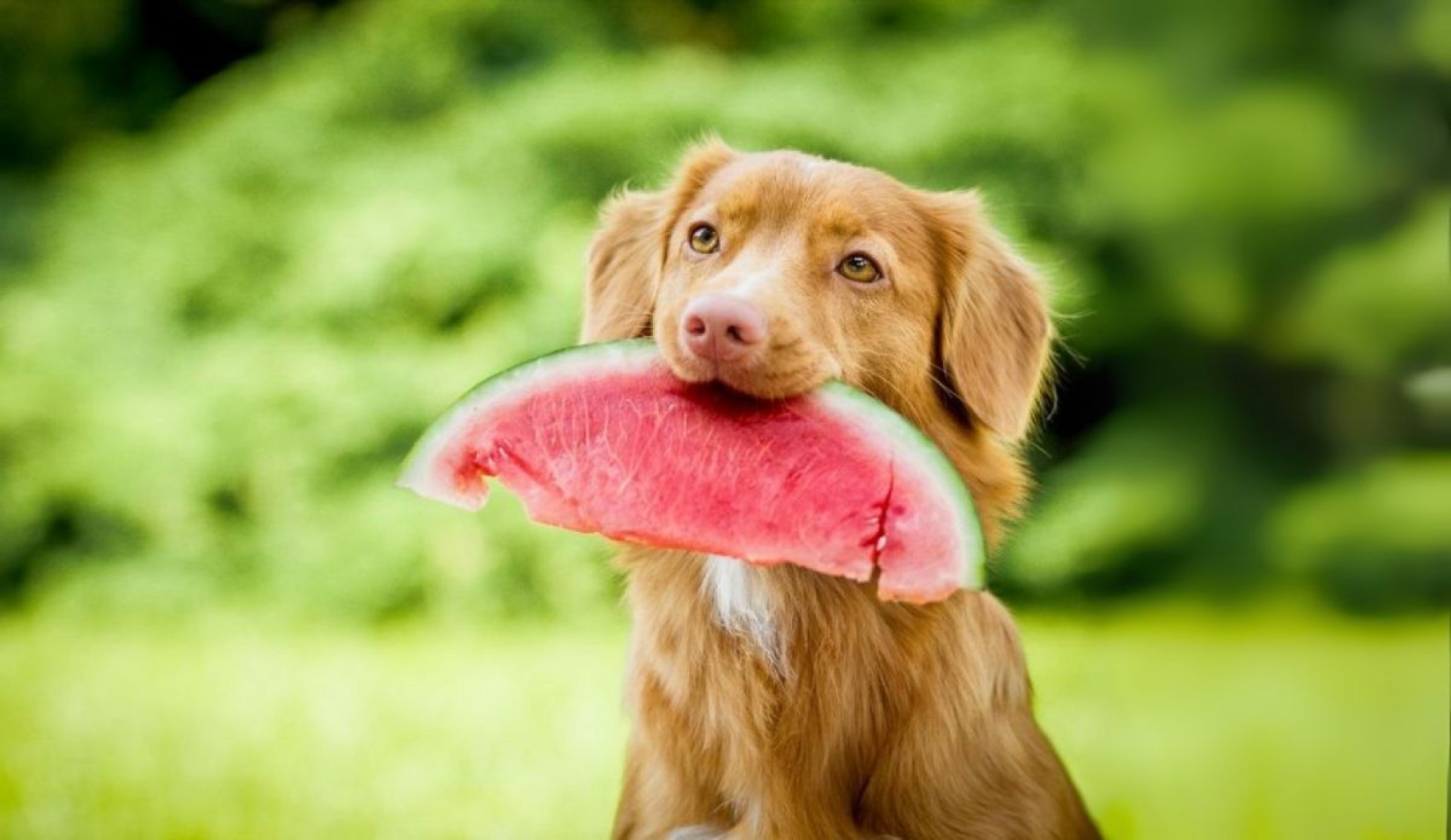 Frutas seguras para perros que pueden incluirse en su alimentación