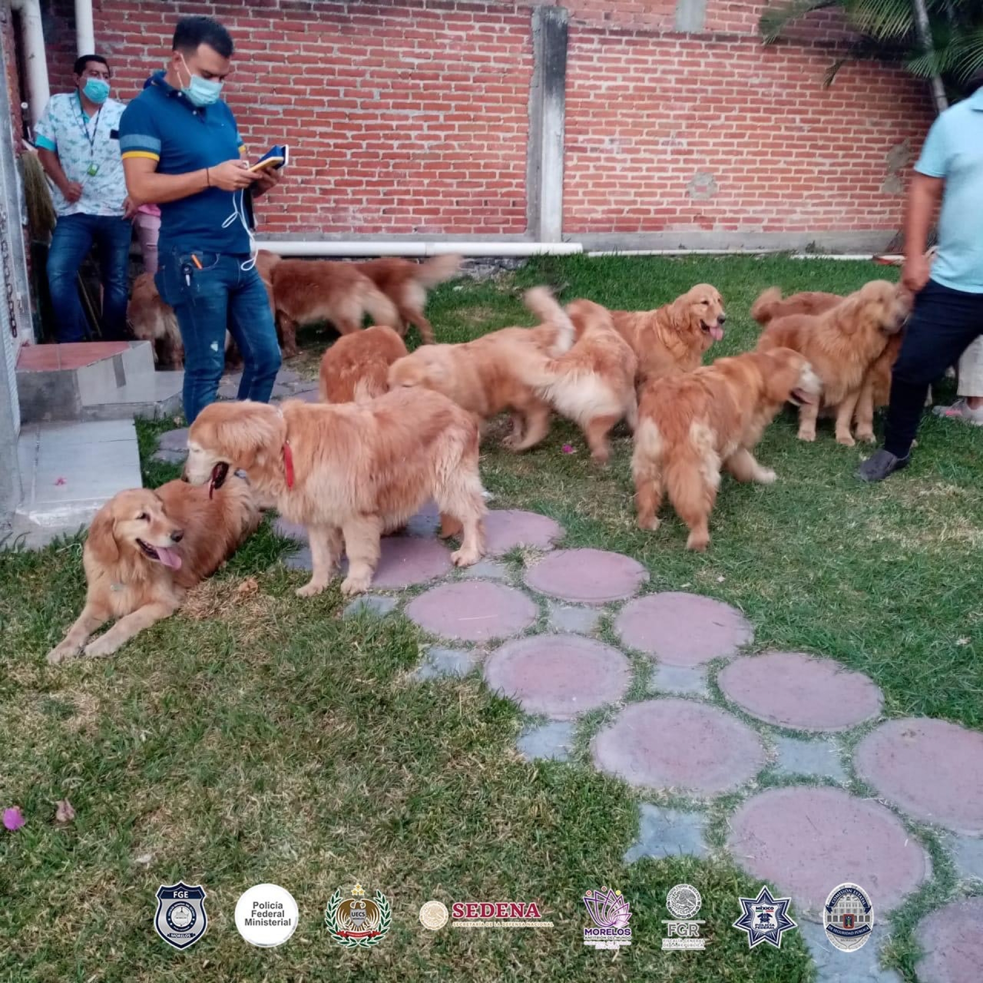 Colabora FGE con autoridades de CDMX para recuperar a 23 caninos en Tlayacapan